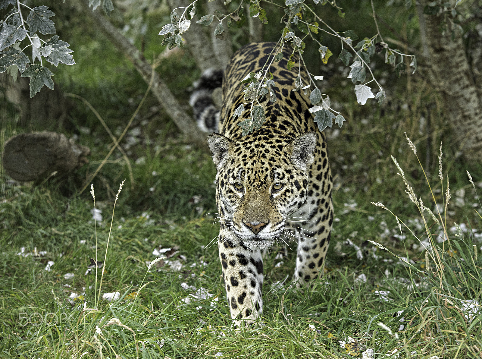 Nikon D5 + Nikon AF-S Nikkor 70-200mm F2.8G ED VR II sample photo. Jaguar photography