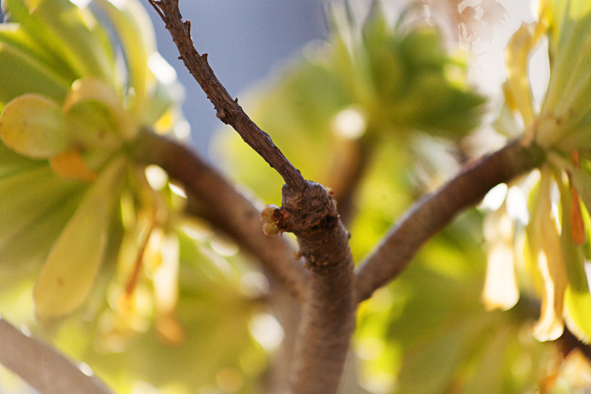 Canon EOS 5D + EF75-300mm f/4-5.6 sample photo. Greenery 2 photography