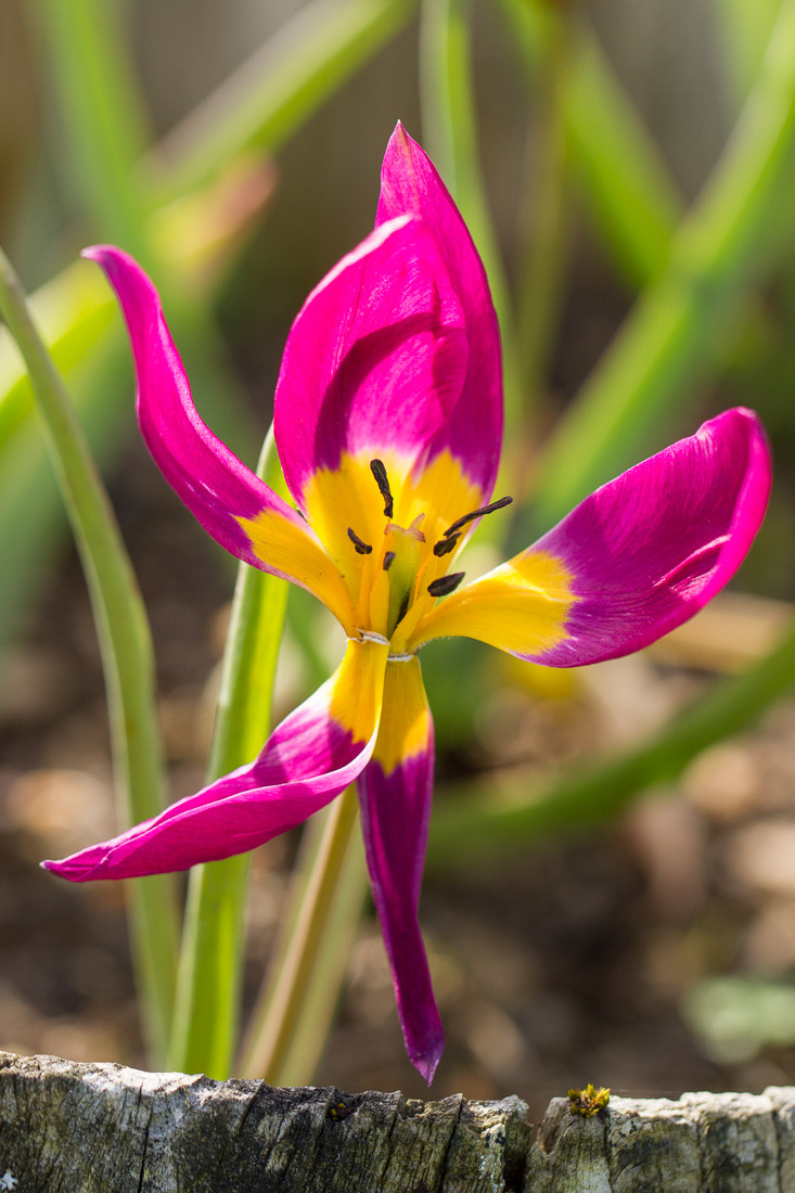 Canon EF 100mm F2.8L Macro IS USM sample photo. Broken small tulip photography