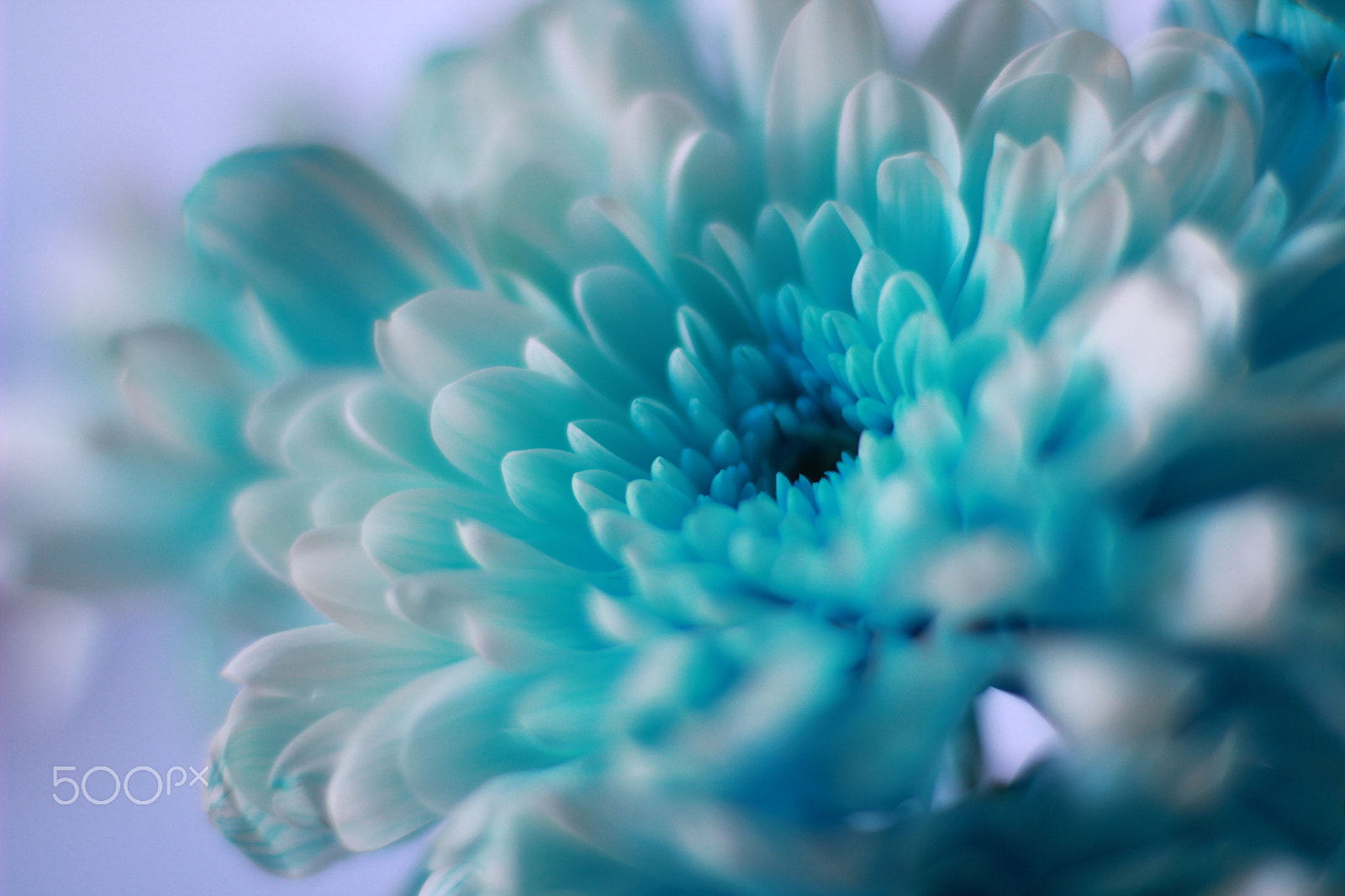 Canon EOS 600D (Rebel EOS T3i / EOS Kiss X5) + Canon EF 50mm F1.4 USM sample photo. Img primavera azul photography