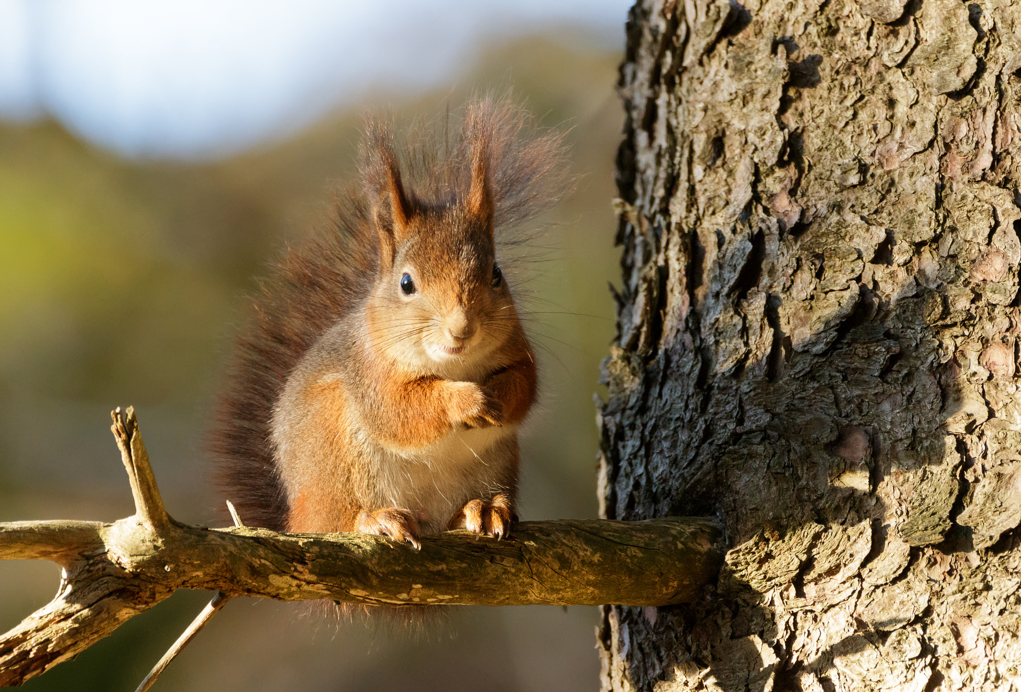 Canon EOS 70D sample photo. Red squirrel photography