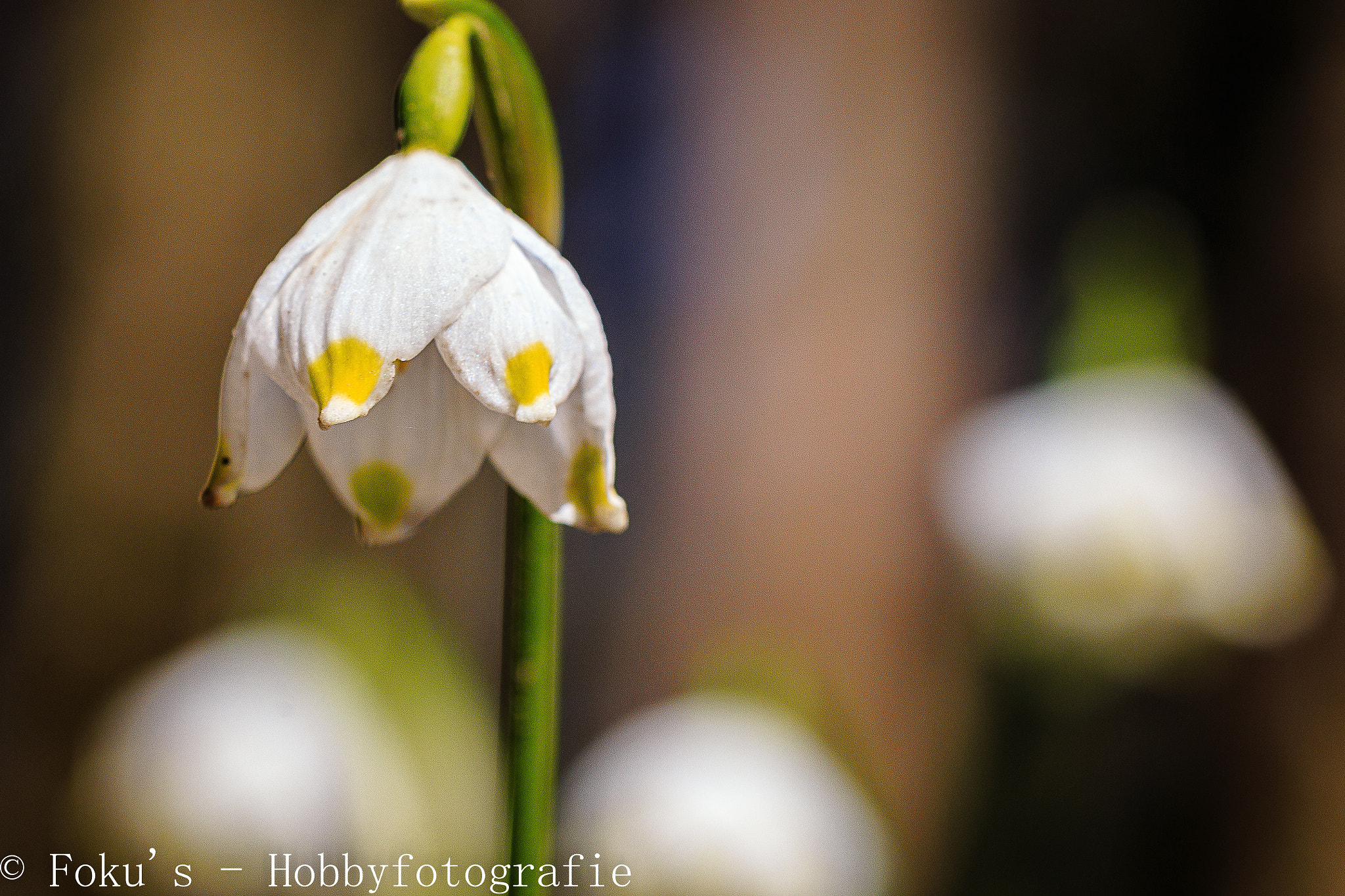 Sigma 105mm F2.8 EX DG OS HSM sample photo. One flower in spring photography