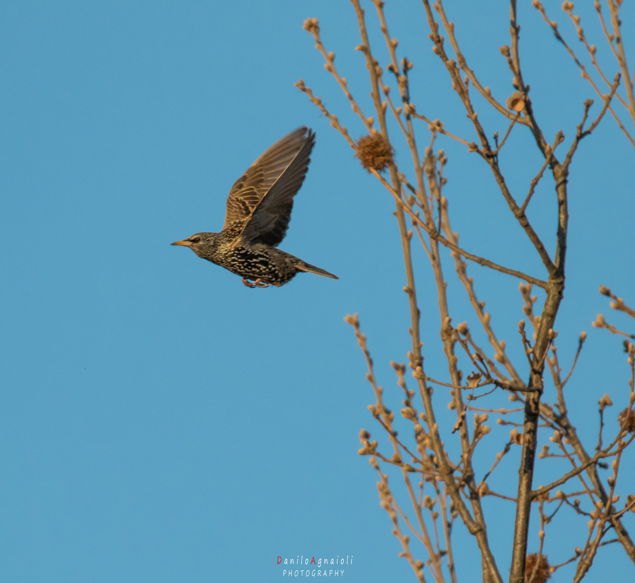 Tamron SP 150-600mm F5-6.3 Di VC USD sample photo. Il volo dello storno photography