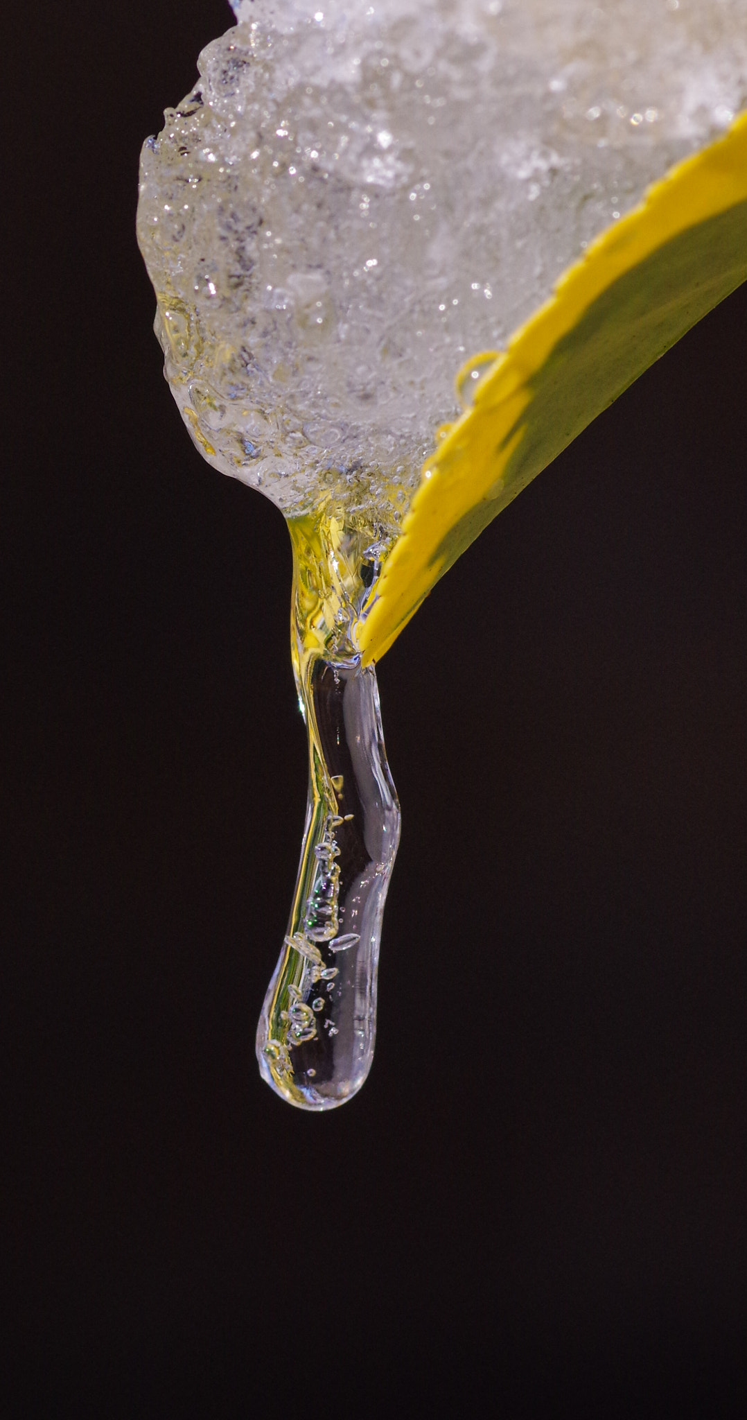 Pentax smc D-FA 100mm F2.8 Macro WR sample photo. Deadweight photography