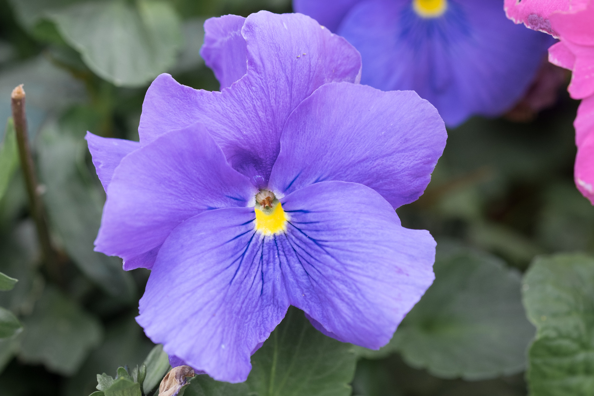 Fujifilm X-T1 + Fujifilm XF 60mm F2.4 R Macro sample photo. It's spring 5 photography