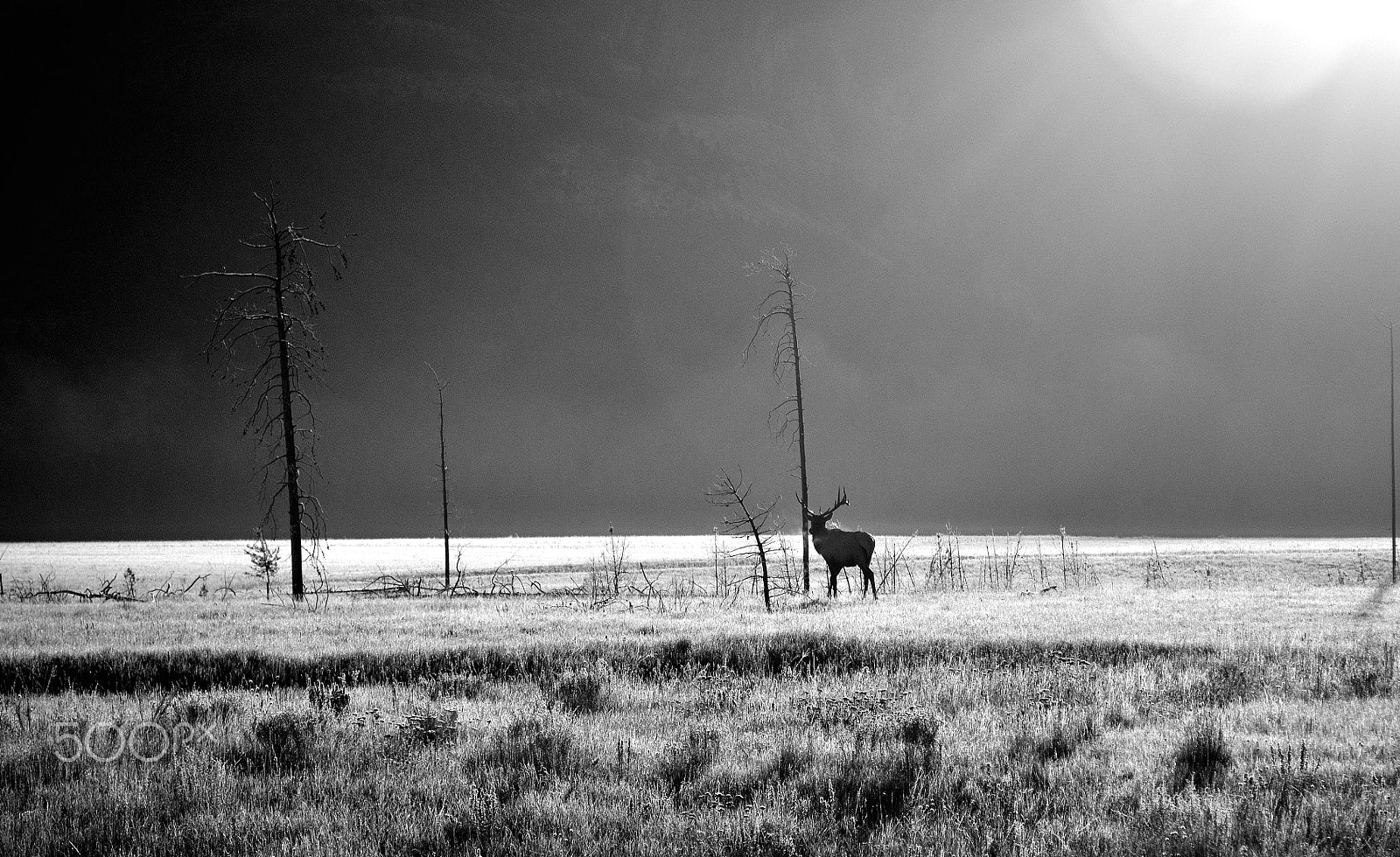 Nikon D90 sample photo. A deer photography