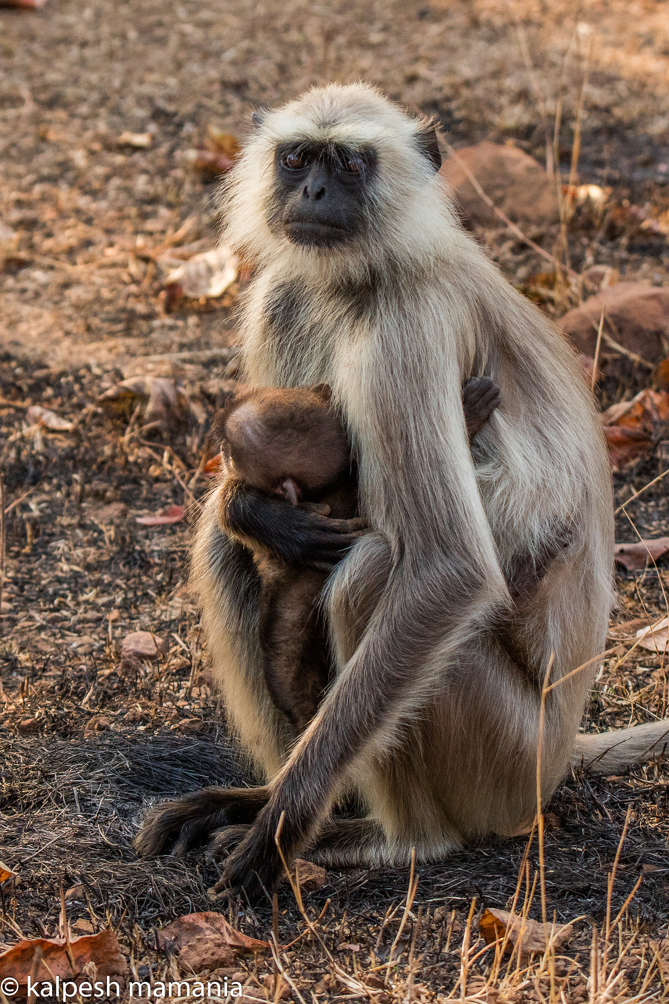 Tamron SP 150-600mm F5-6.3 Di VC USD sample photo. "protect the child, they are our future"  photography