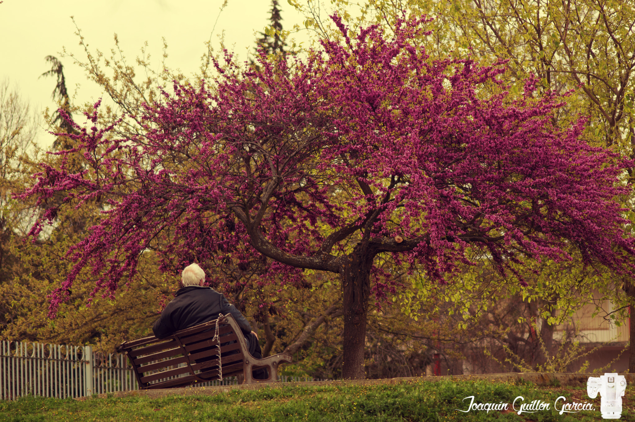 Sony SLT-A35 + Sigma 70-300mm F4-5.6 DL Macro sample photo. . photography