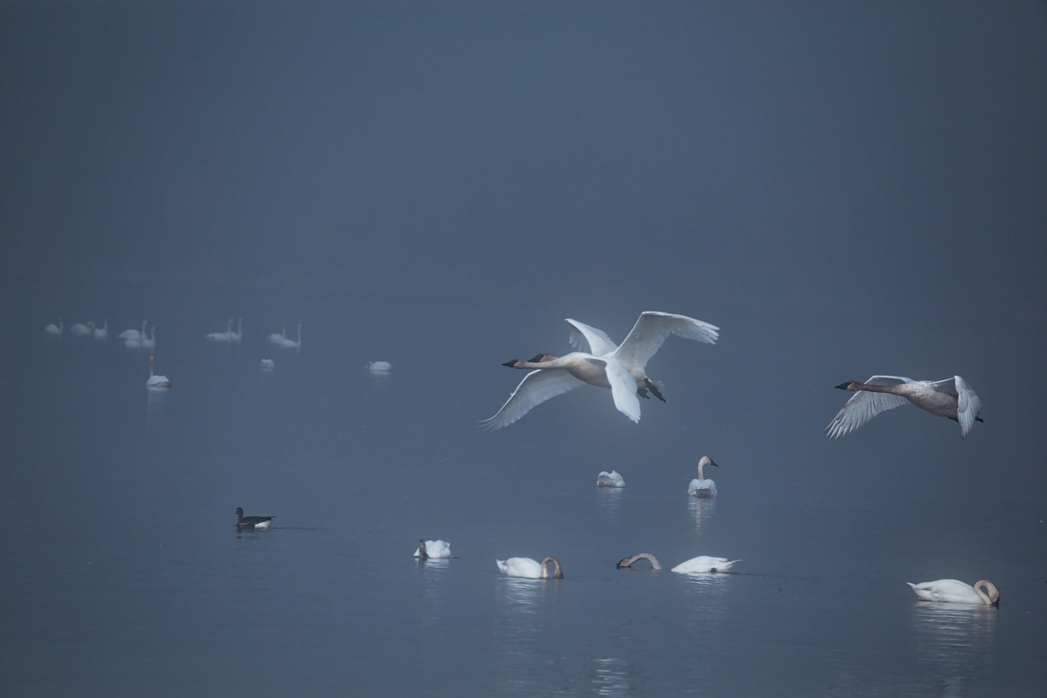 Canon EOS 6D + Canon EF 100-400mm F4.5-5.6L IS USM sample photo. Flying in the fog photography