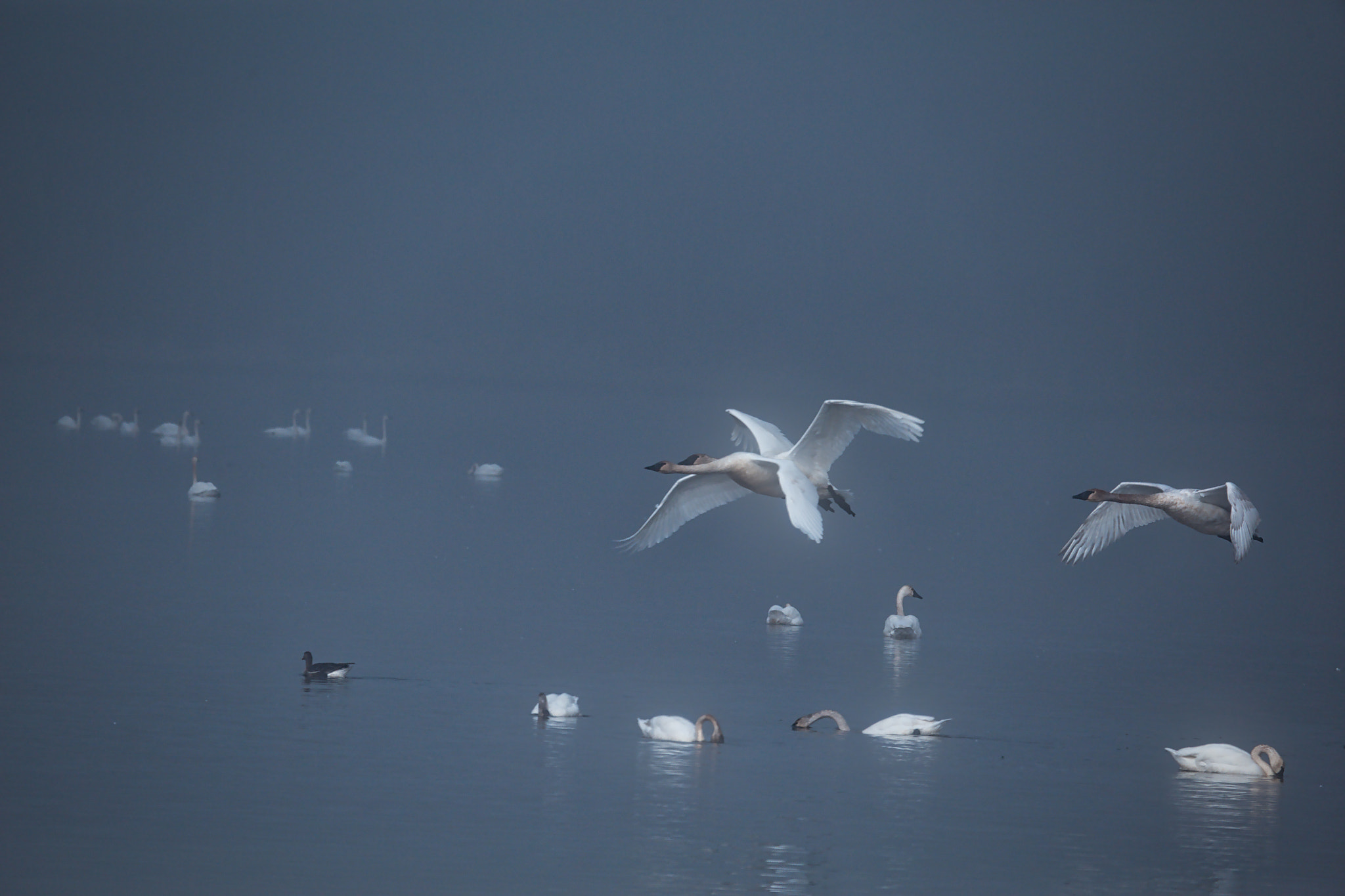 Canon EF 100-400mm F4.5-5.6L IS USM sample photo. Flying in the fog photography