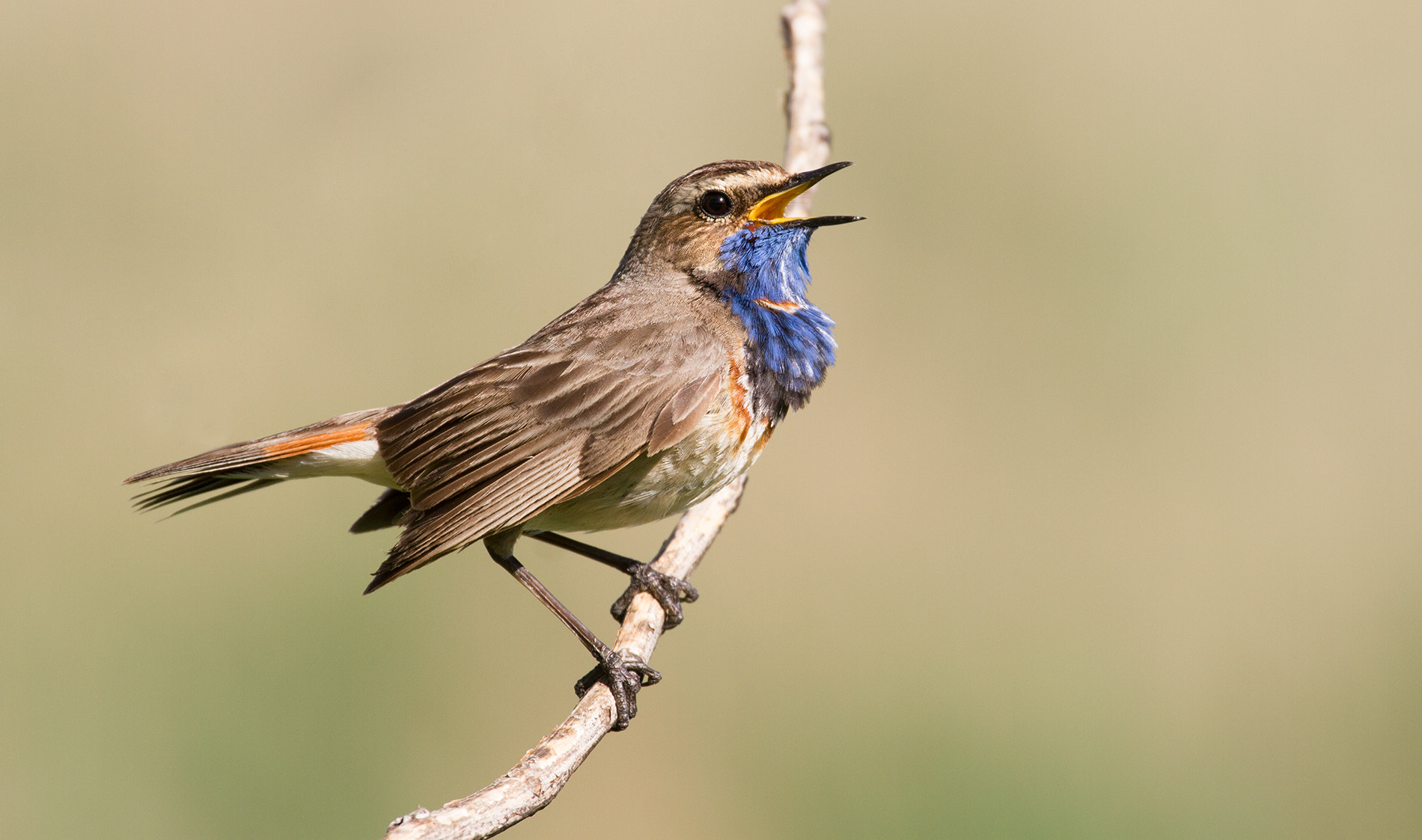 Canon EF 100-400mm F4.5-5.6L IS USM sample photo. Bluethroat photography
