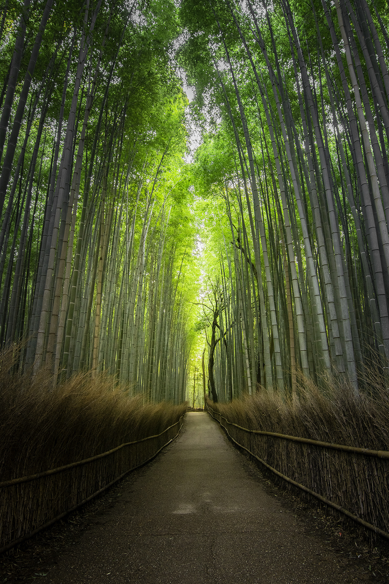 Nikon D7100 sample photo. Arashiyama bamboo forest, kyoto photography