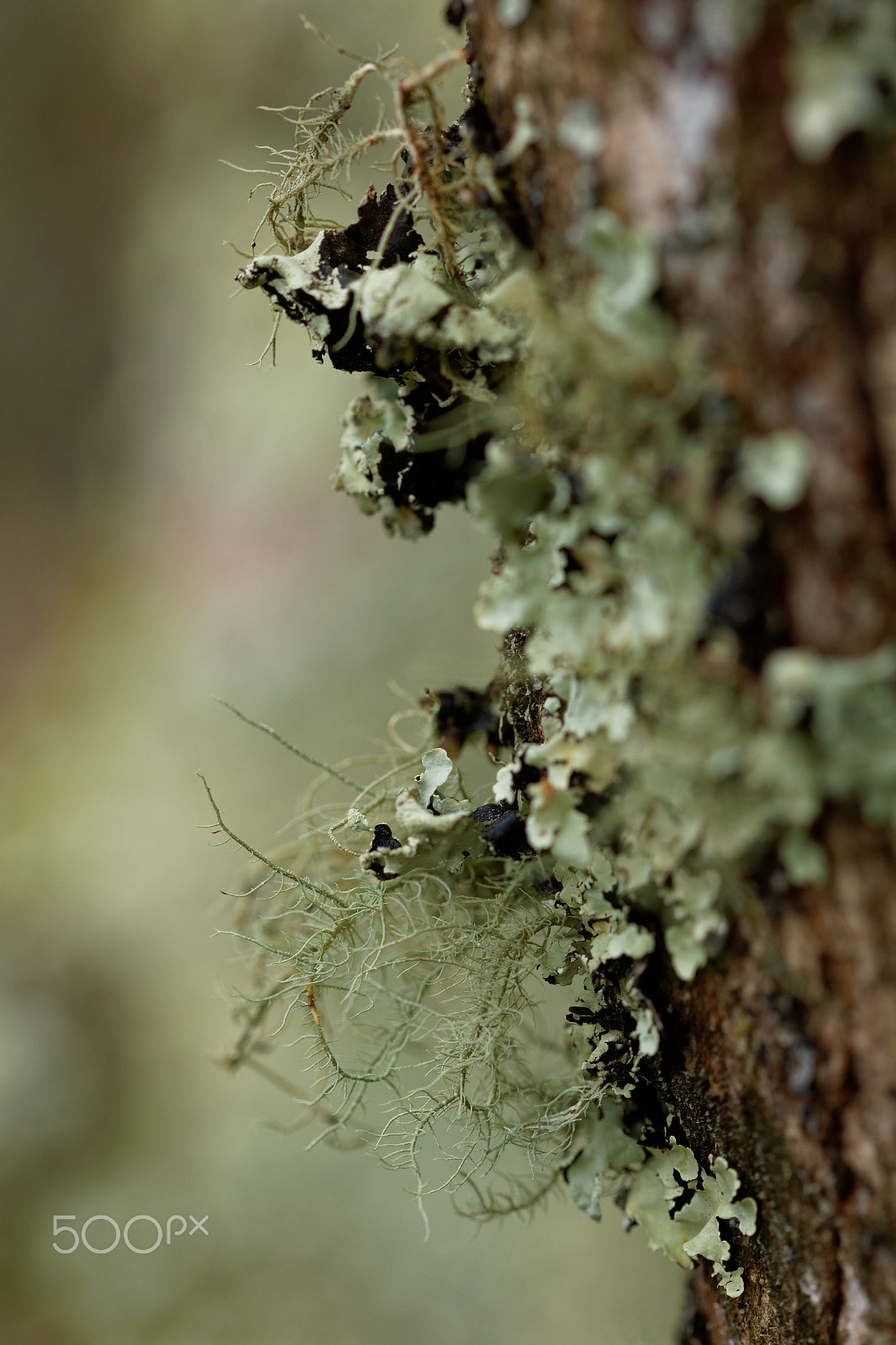 Canon EF 100mm F2.8 Macro USM sample photo. Lichen photography