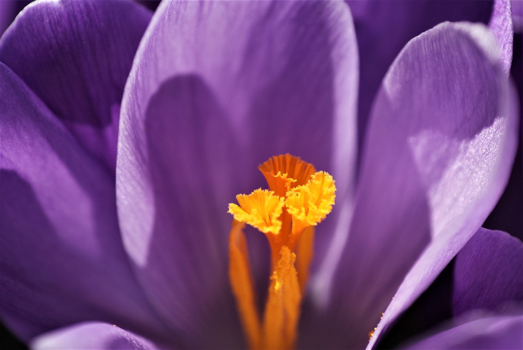 Sony Alpha DSLR-A200 + Tokina EMZ M100 AF 100mm F3.5 sample photo. Crocus photography