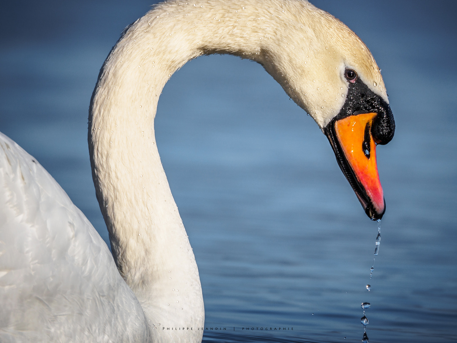 Olympus OM-D E-M10 II sample photo. Le cygnes photography