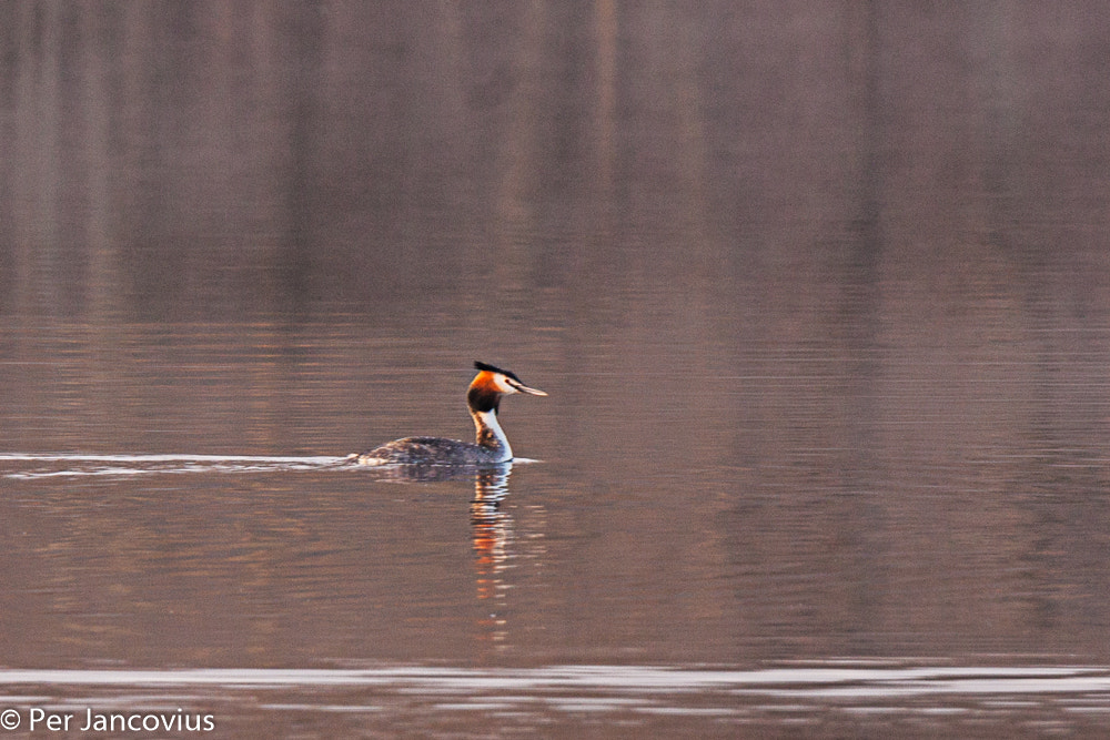 Canon EOS 40D sample photo. Great crested grebe photography