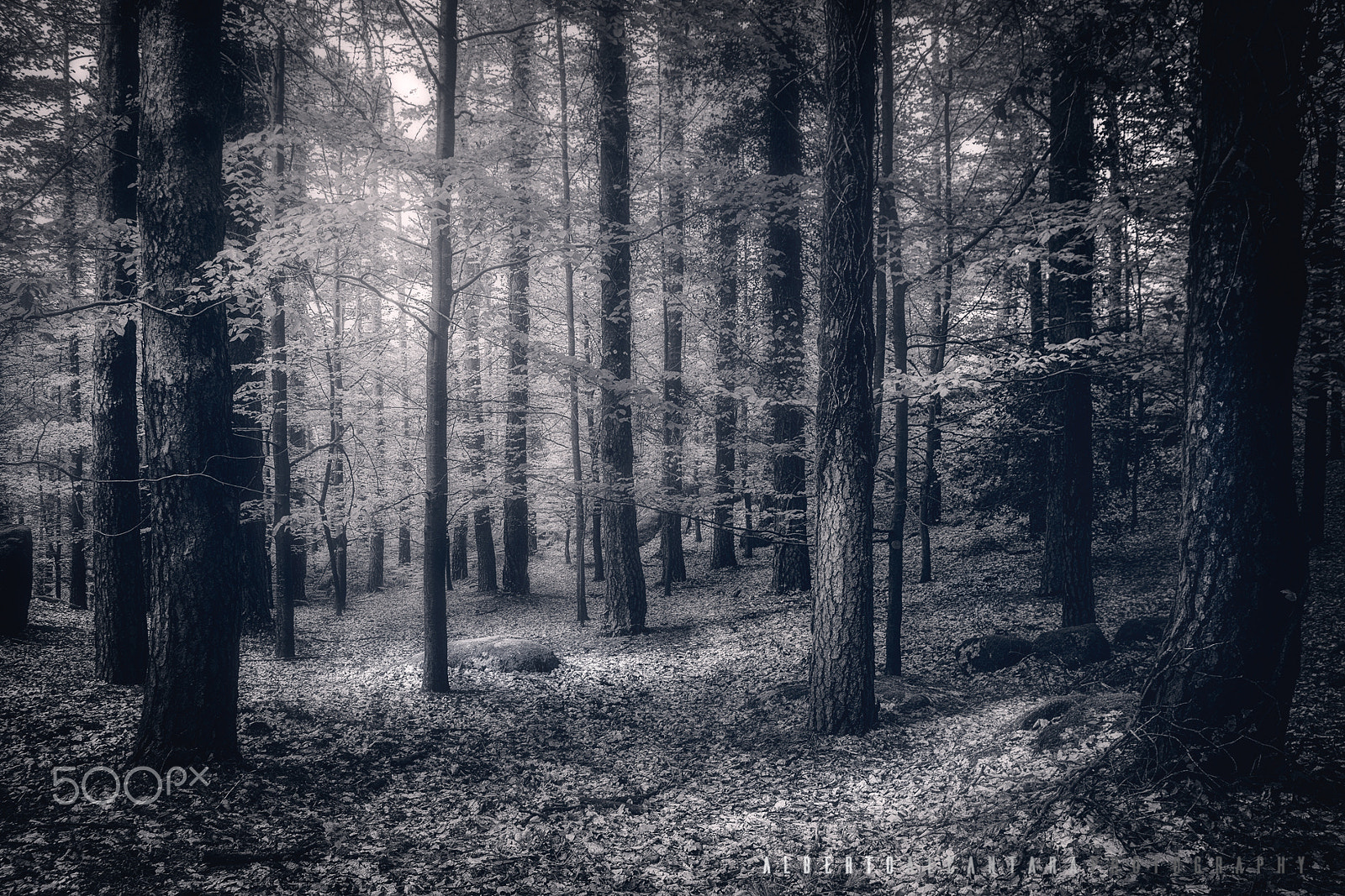 Tamron SP AF 17-50mm F2.8 XR Di II LD Aspherical (IF) sample photo. The forest photography