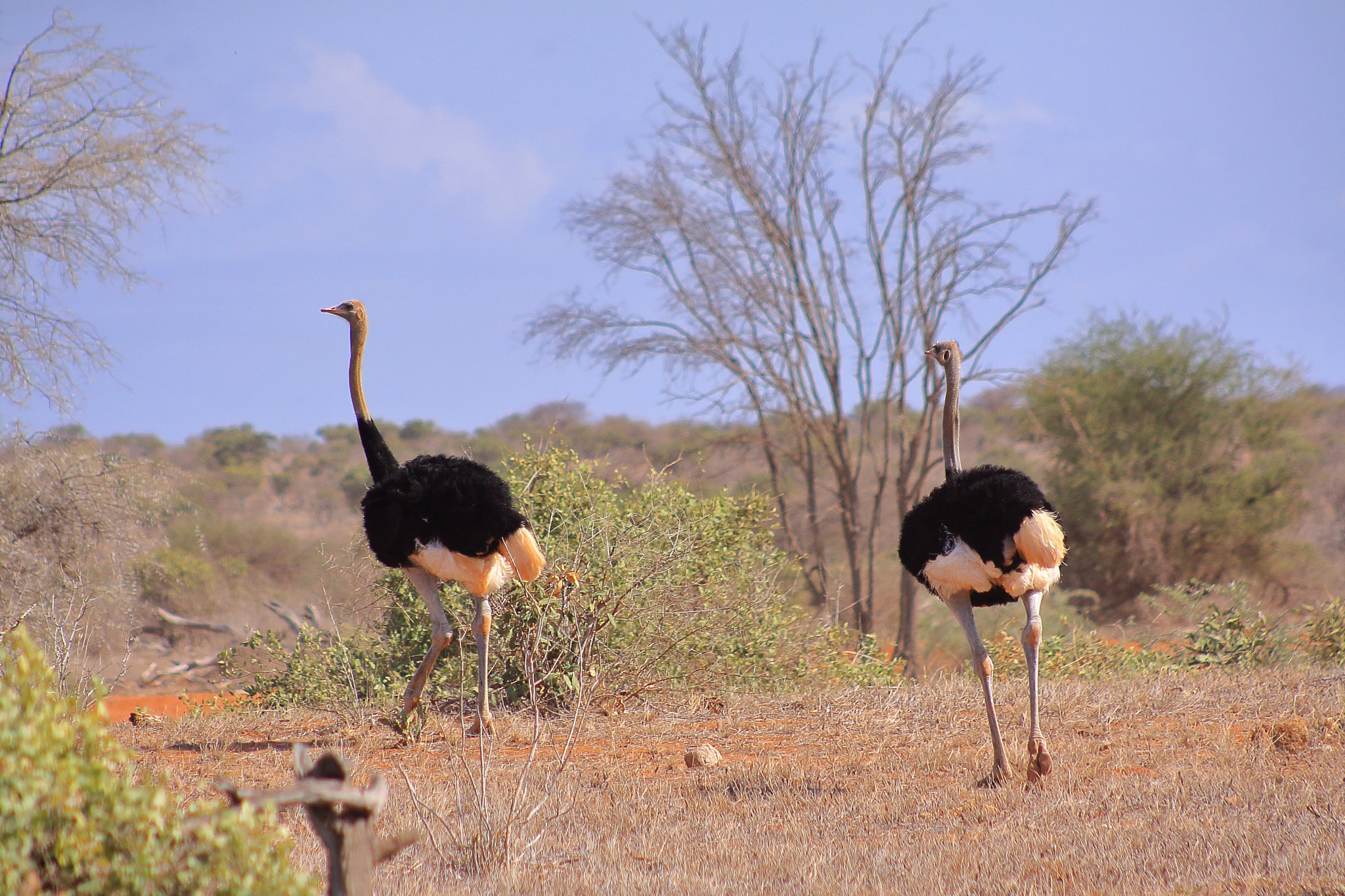 Canon EOS 50D + EF75-300mm f/4-5.6 sample photo. Kenia ostriches photography