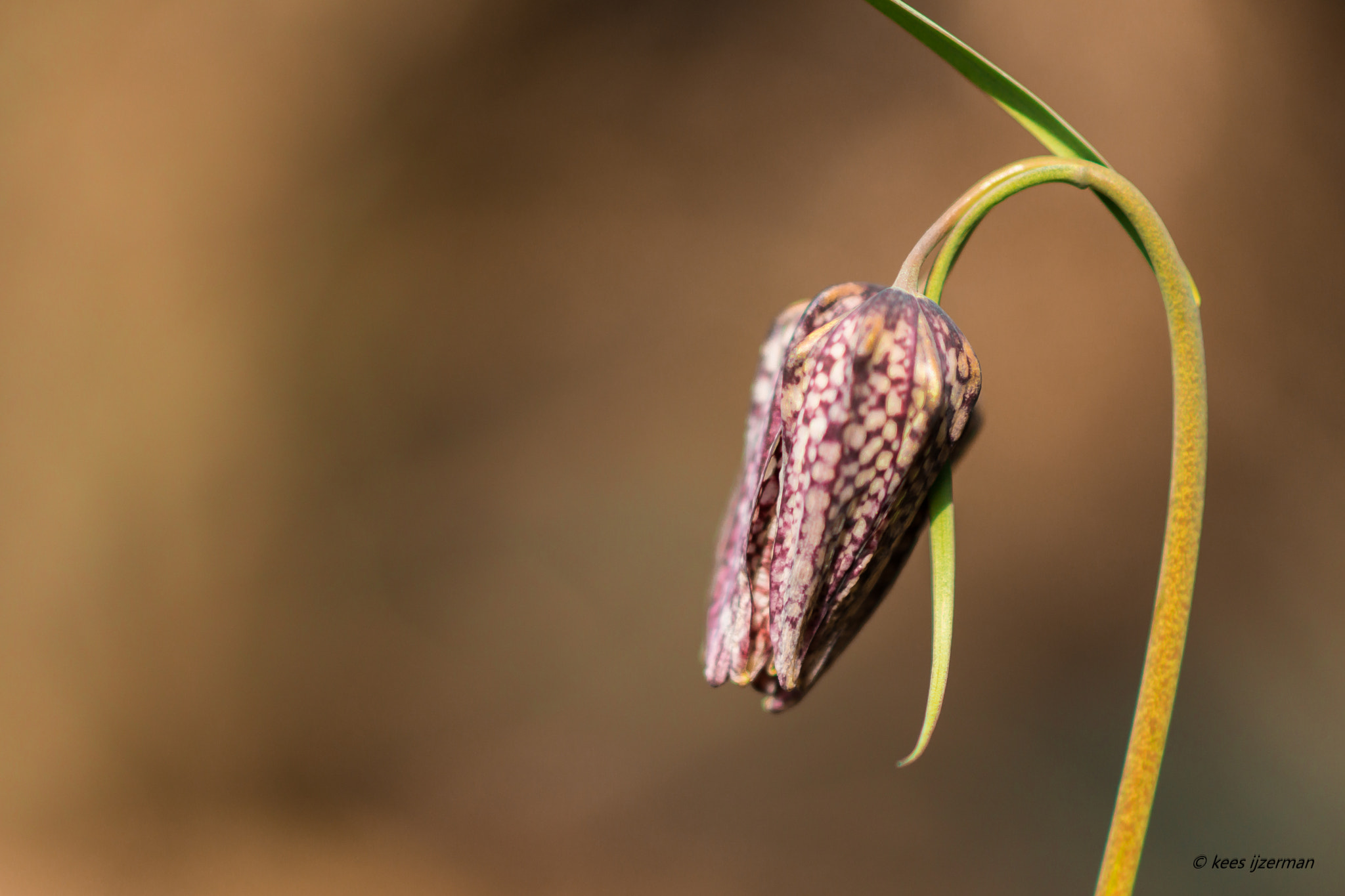 Sony Sonnar T* 135mm F1.8 ZA sample photo. Fritillaria meleagris. photography