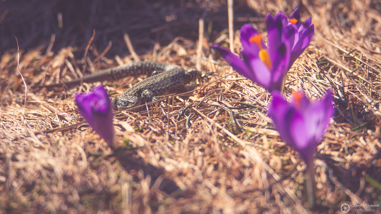 Nikon D7200 sample photo. Hunting for crocuses. photography