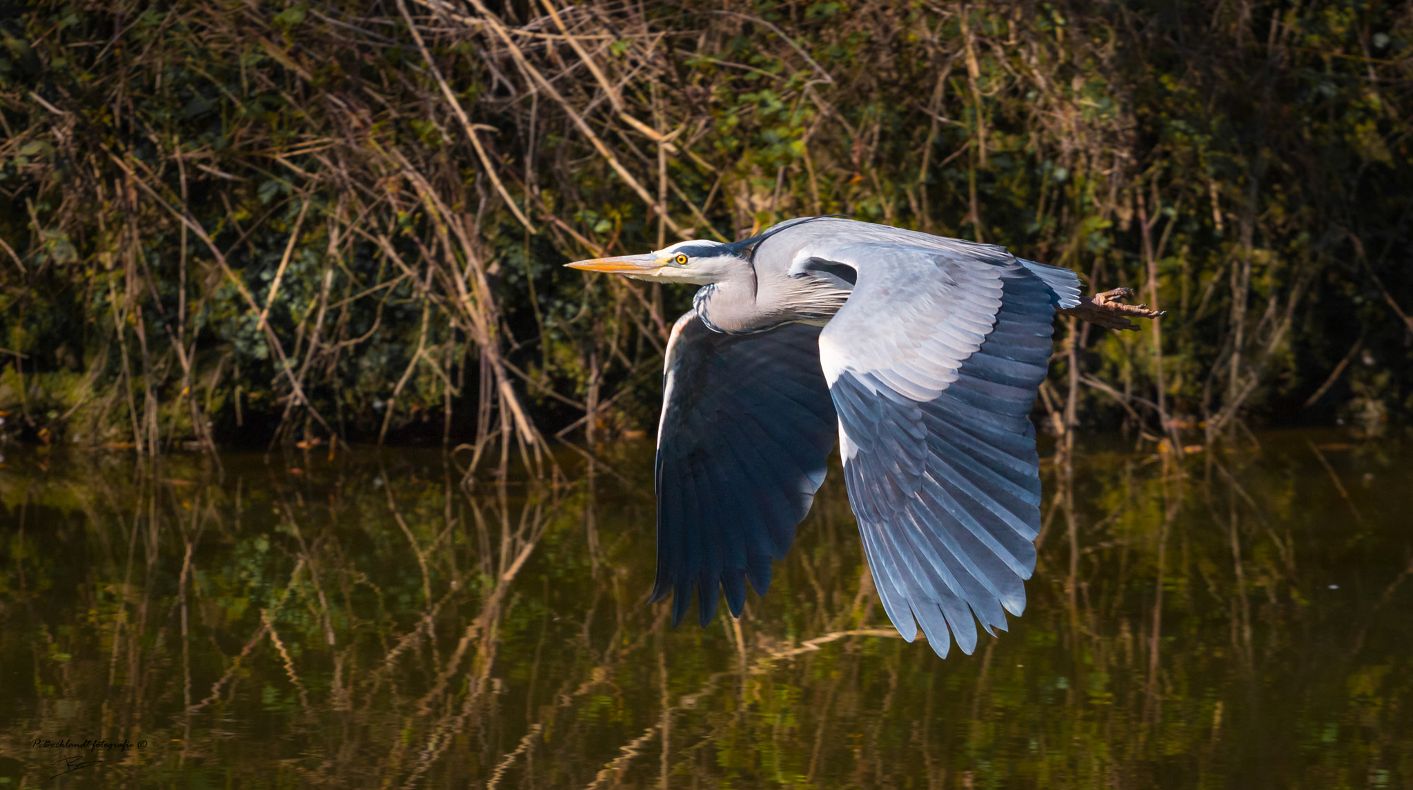 Canon EOS 70D + Canon EF 70-200mm F4L USM sample photo. Grey heron. photography