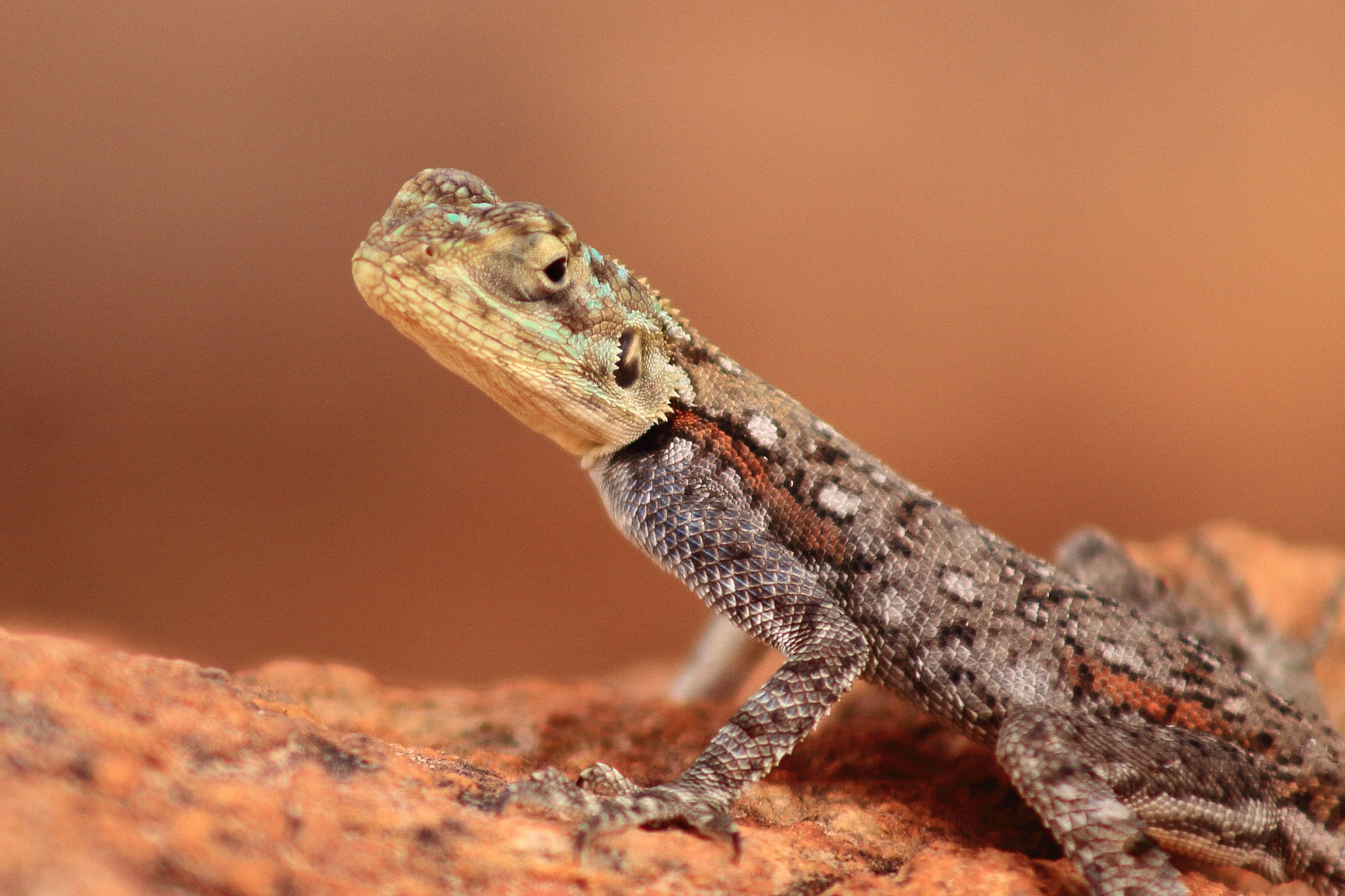 Canon EOS 50D sample photo. Kenia lizard photography