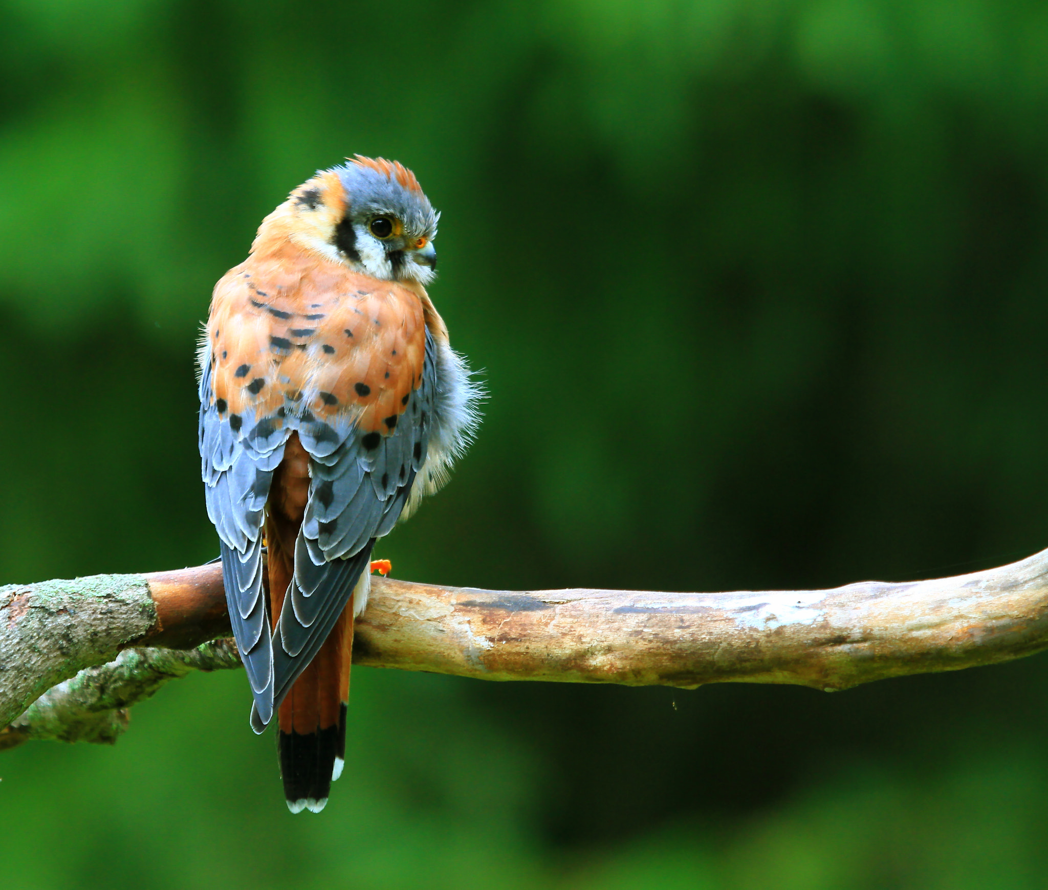 Canon EF 100-400mm F4.5-5.6L IS USM sample photo. Diminutive raptor photography