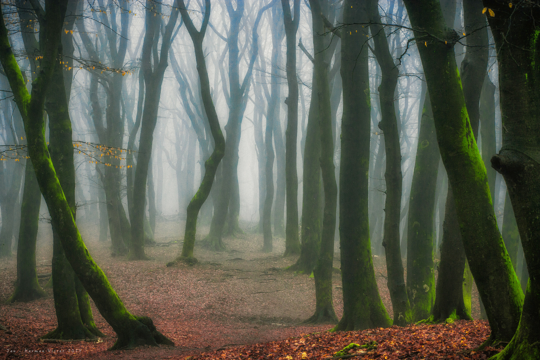 Canon EOS-1Ds Mark II sample photo. Sea of trees photography
