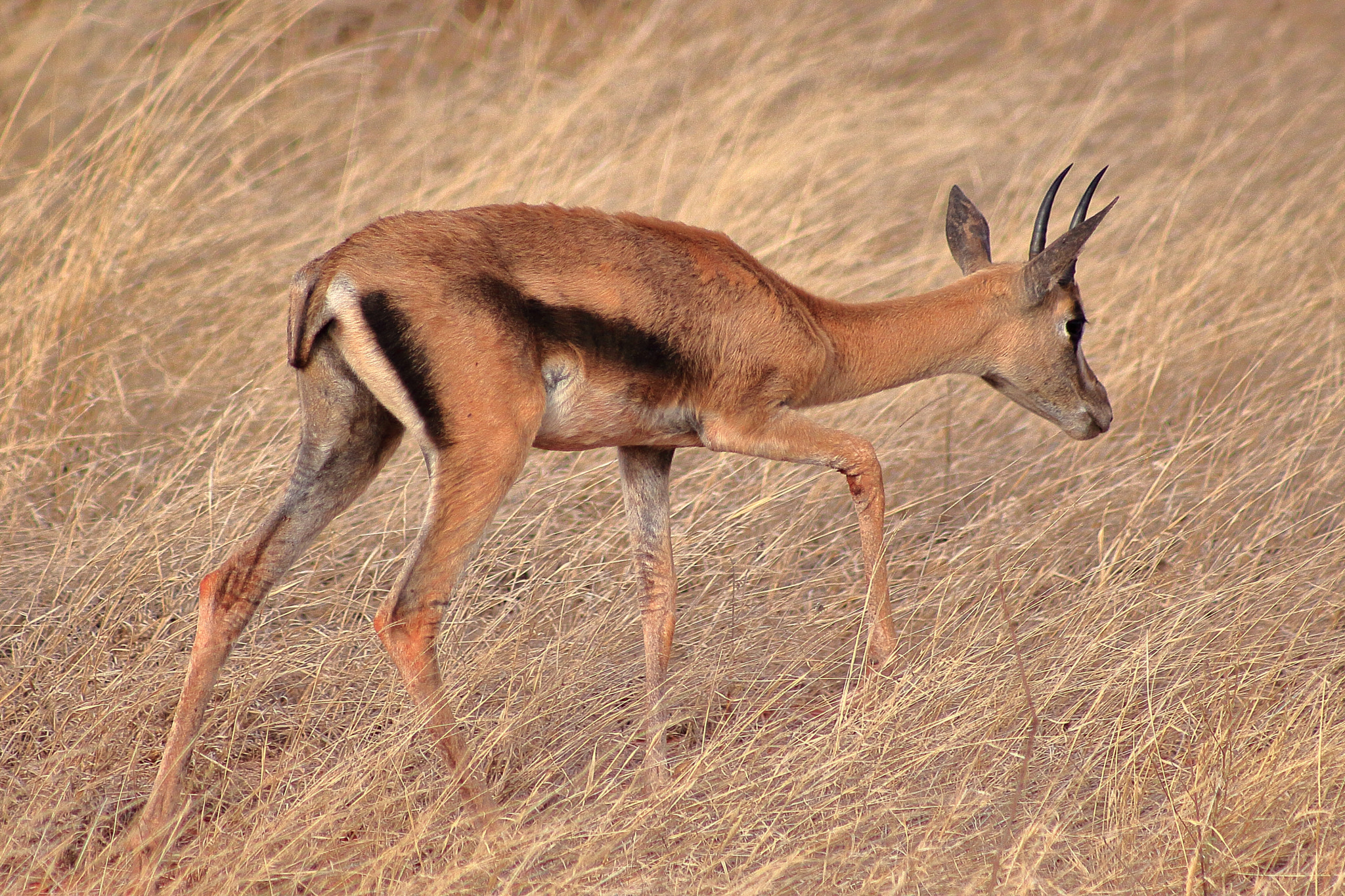 Canon EOS 50D + EF75-300mm f/4-5.6 sample photo. Kenia young thomson photography