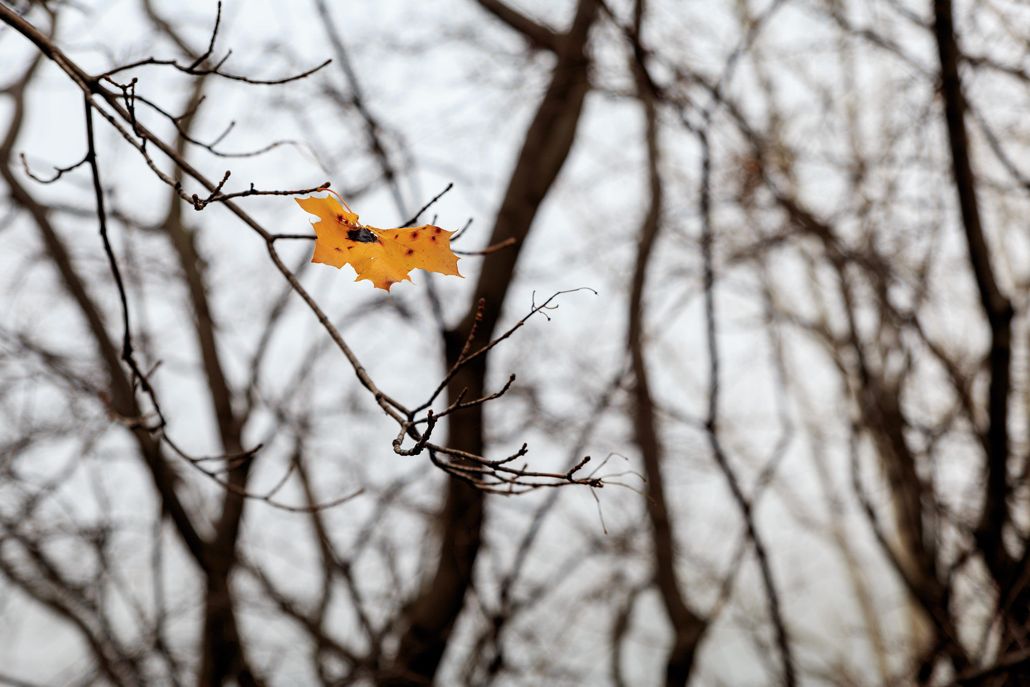 Canon EOS 6D + Sigma 24-70mm F2.8 EX DG Macro sample photo. Last leave of autumn photography