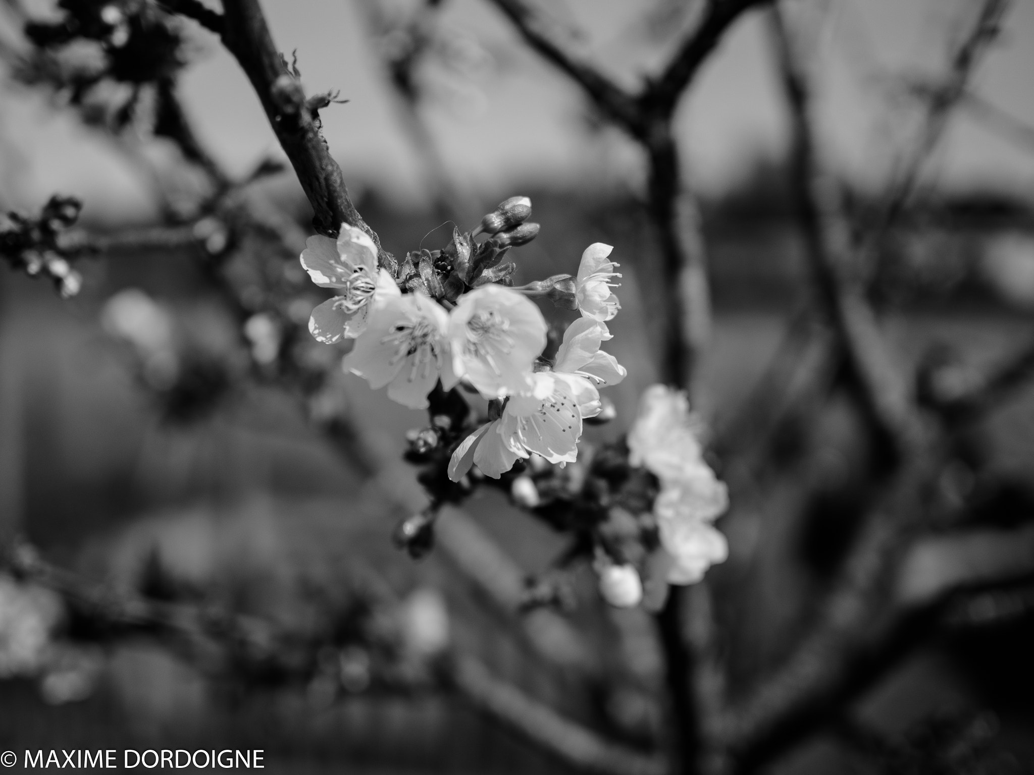 Olympus OM-D E-M10 II + Olympus M.Zuiko Digital 25mm F1.8 sample photo. Spring time photography