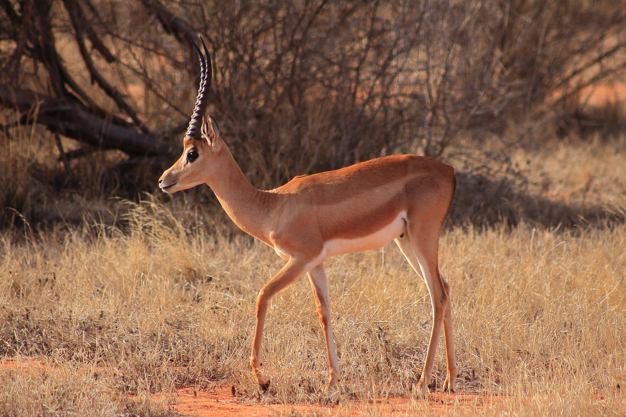 Canon EOS 50D + EF75-300mm f/4-5.6 sample photo. Kenia thomson gazelle photography