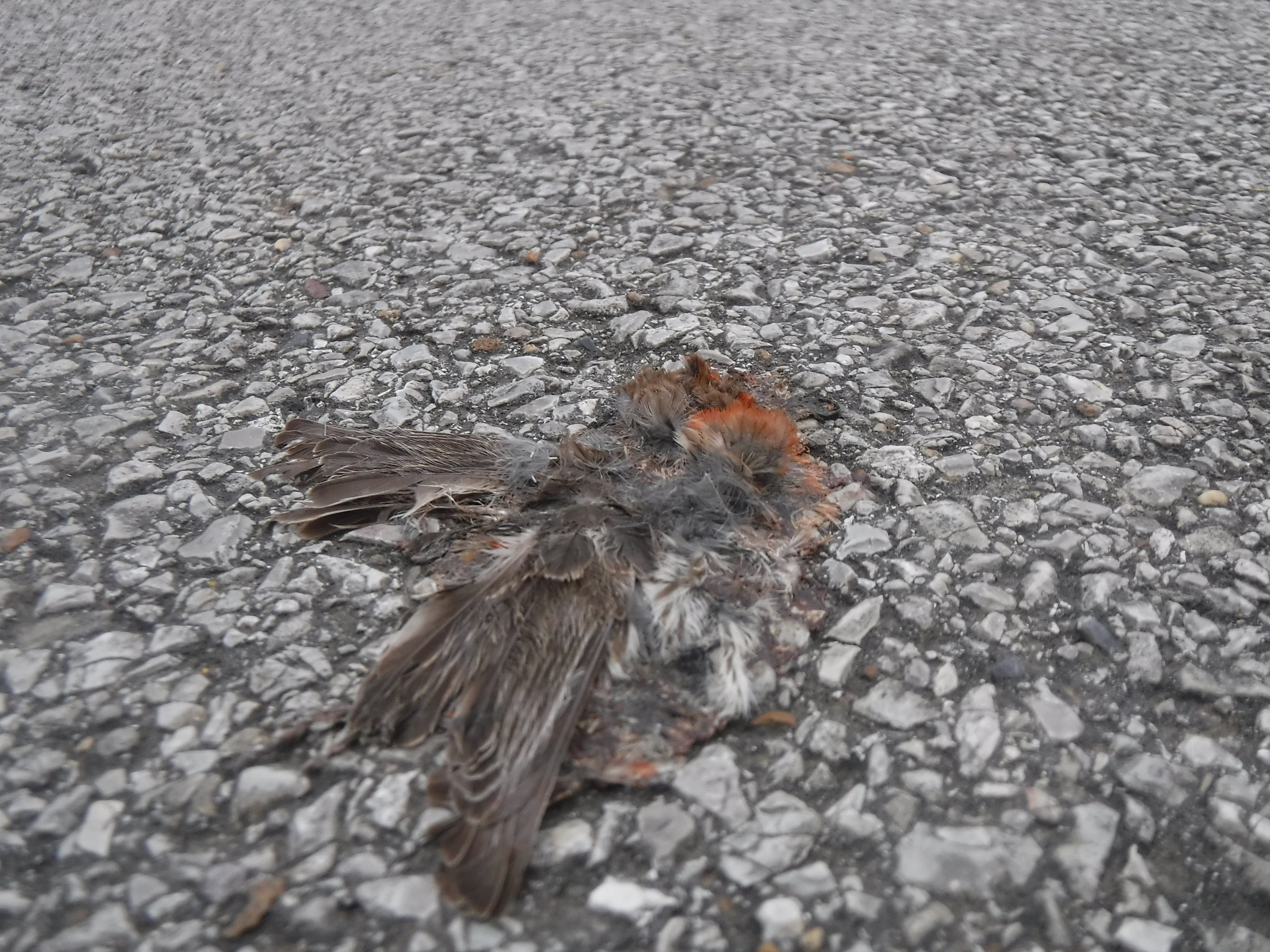 Fujifilm FinePix XP90 XP91 XP95 sample photo. Dead bird photography