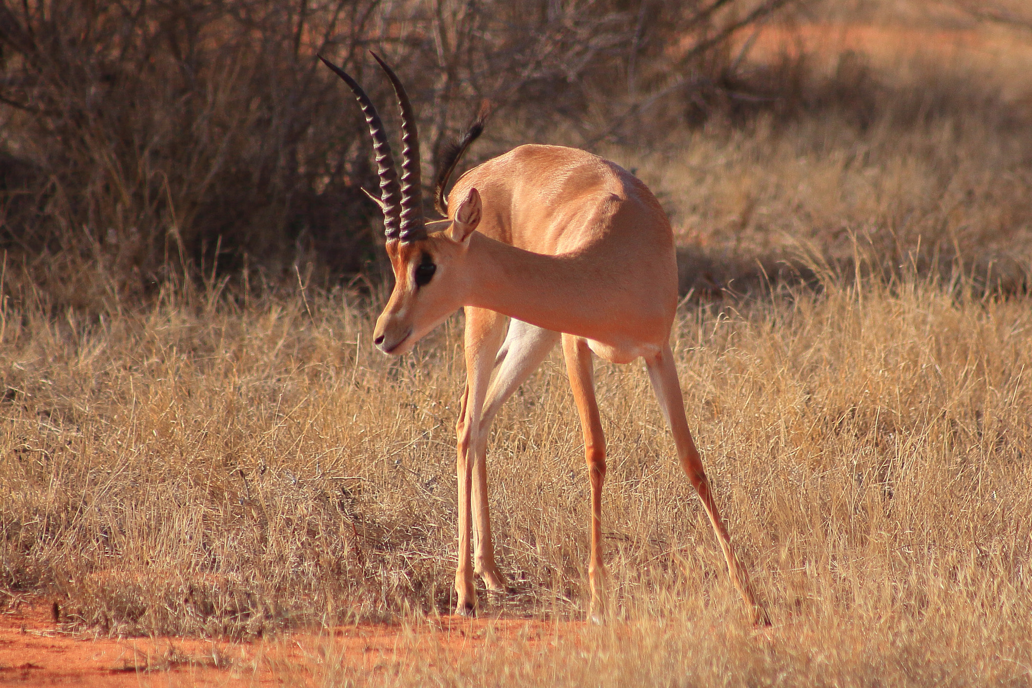 Canon EOS 50D + EF75-300mm f/4-5.6 sample photo. Kenia scary gazelle photography