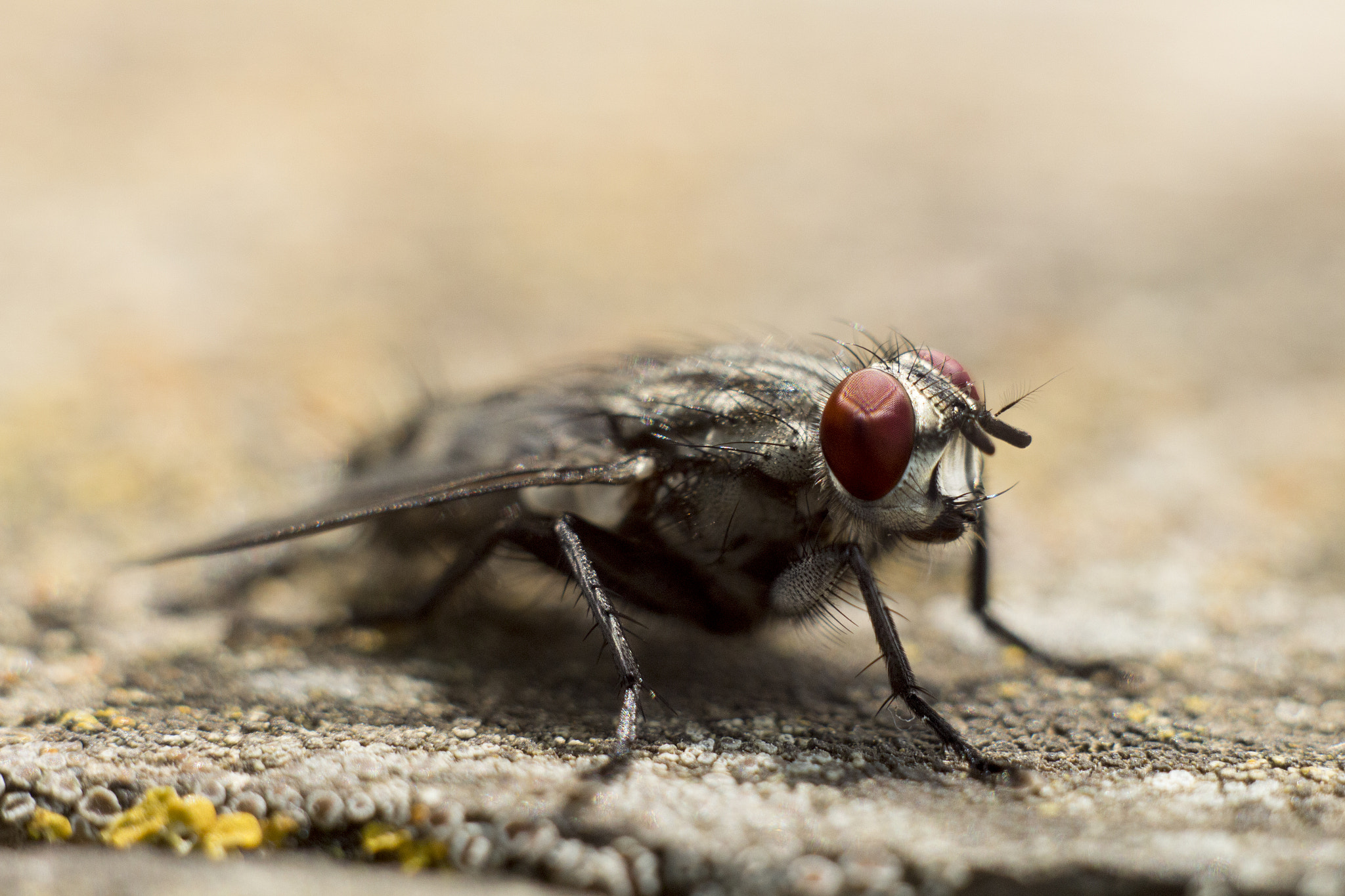 Canon EF 35-80mm f/4-5.6 sample photo. Fly photography