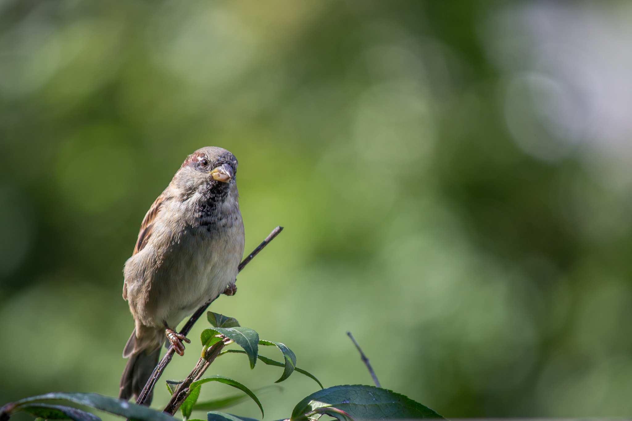 Canon EOS 60D sample photo. Backyard birding photography