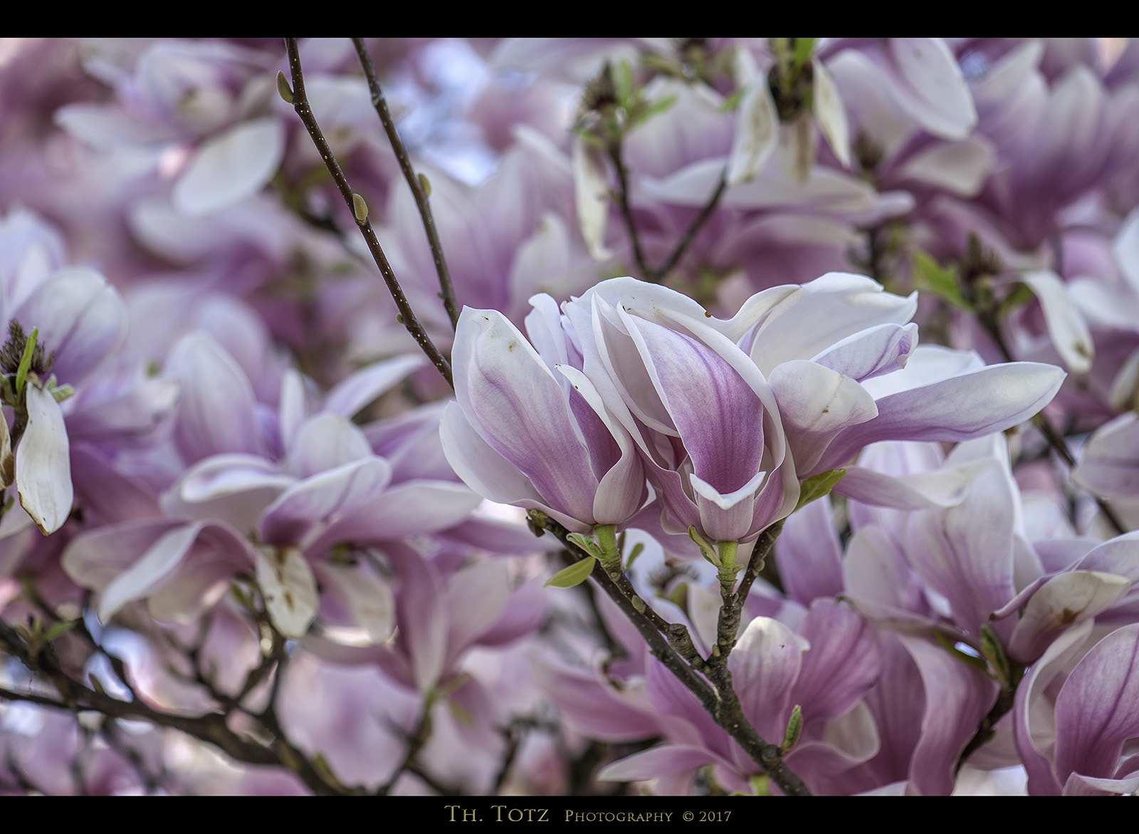 Nikon AF-S Micro-Nikkor 105mm F2.8G IF-ED VR sample photo. Magnolia photography