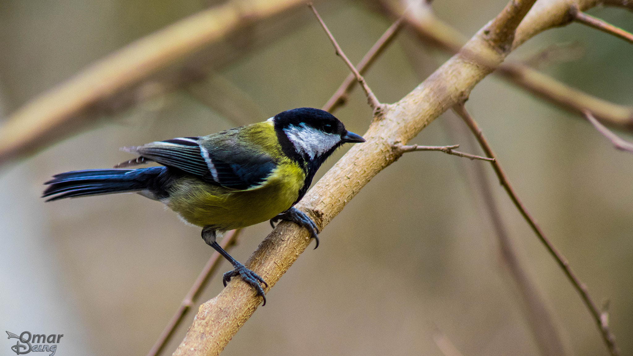 Pentax K-3 + smc PENTAX-FA 80-320mm F4.5-5.6 sample photo. Büyük baştankara - great tit photography