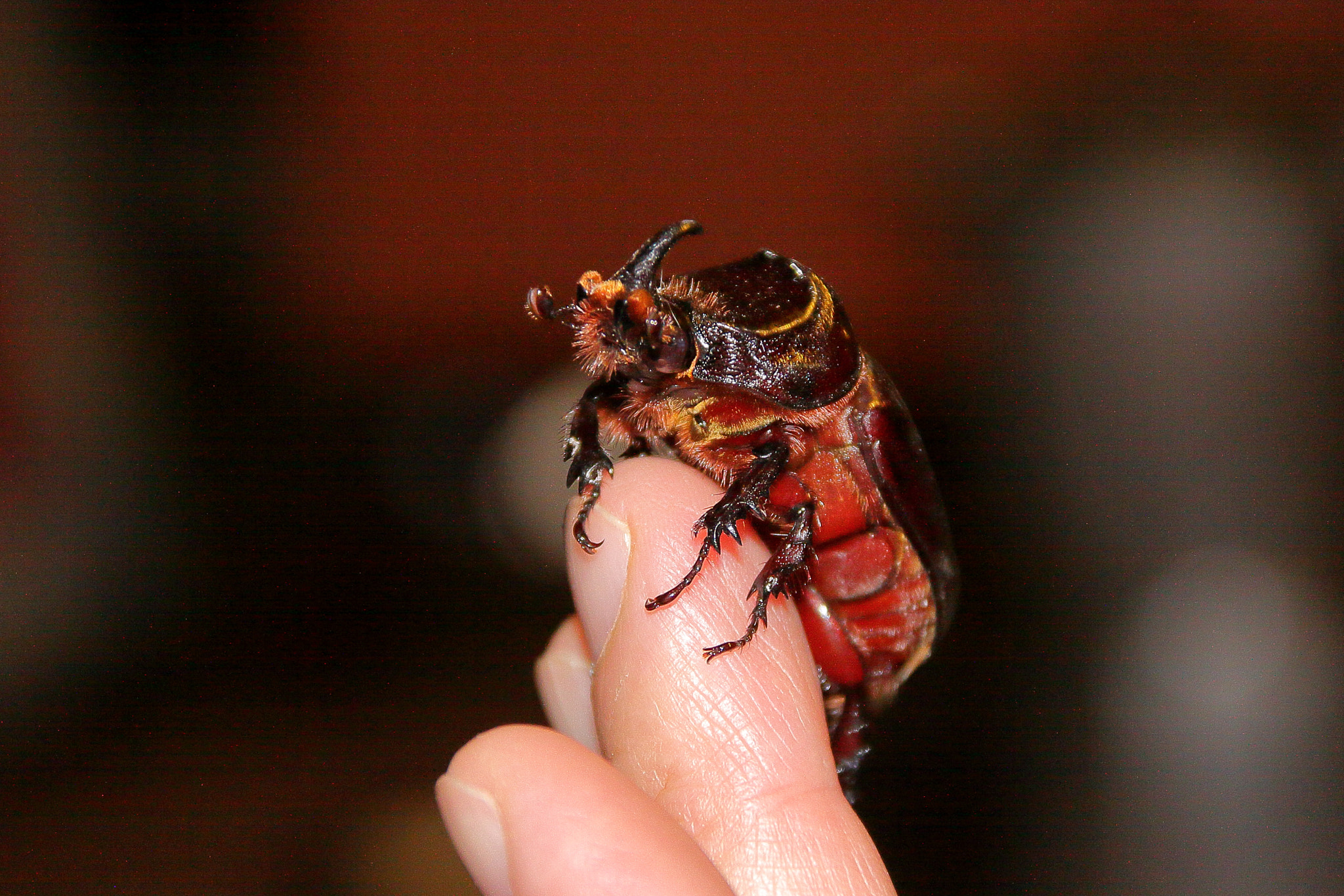 Canon EOS 50D + Sigma 18-125mm F3.8-5.6 DC OS HSM sample photo. Kenia rhinoceros beetle photography