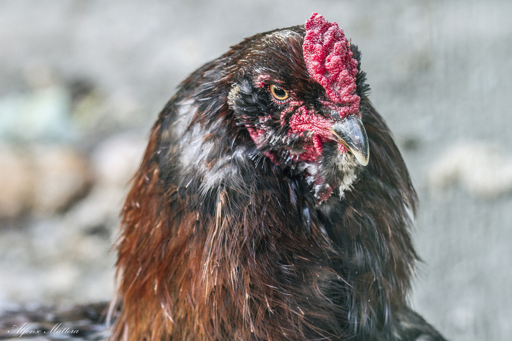 Sigma 105mm F2.8 EX DG OS HSM sample photo. Voce da combattimento photography