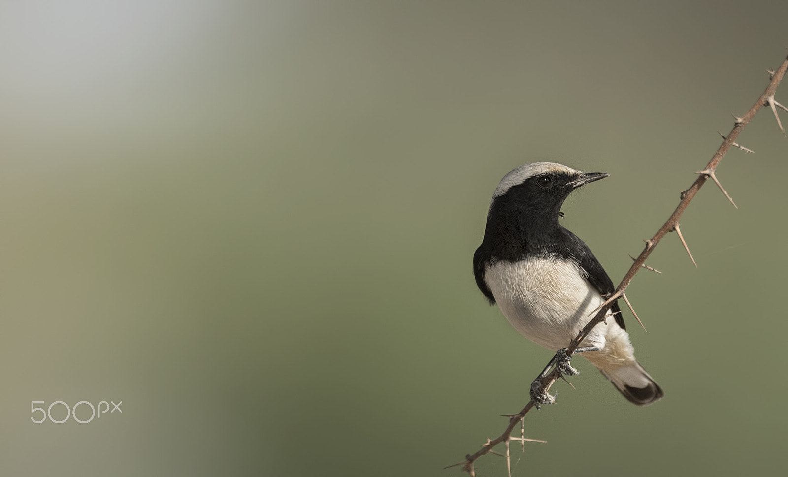 Nikon D750 sample photo. Variable wheatear (capistrata morph) photography