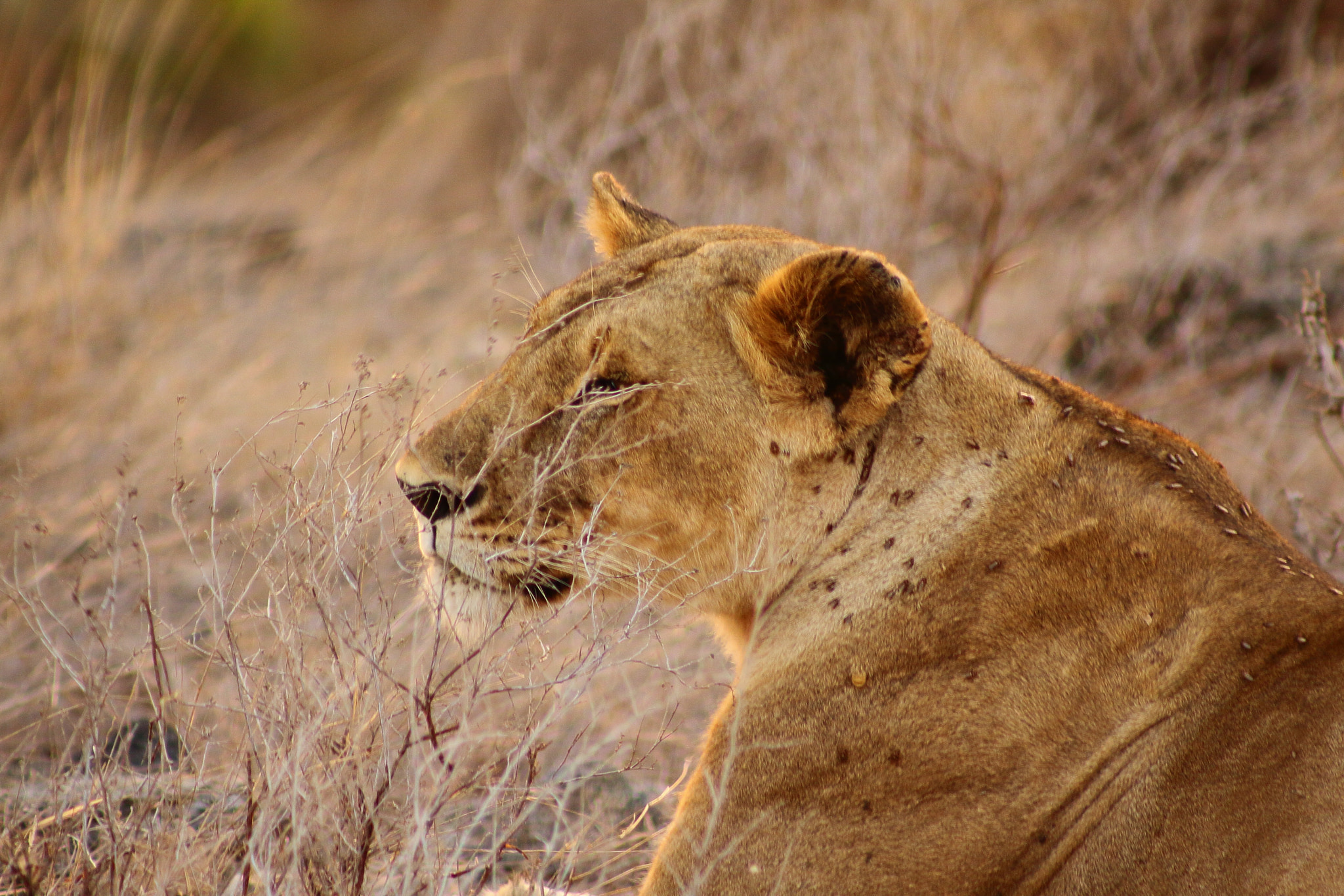 Canon EOS 50D + EF75-300mm f/4-5.6 sample photo. Kenia the lion photography