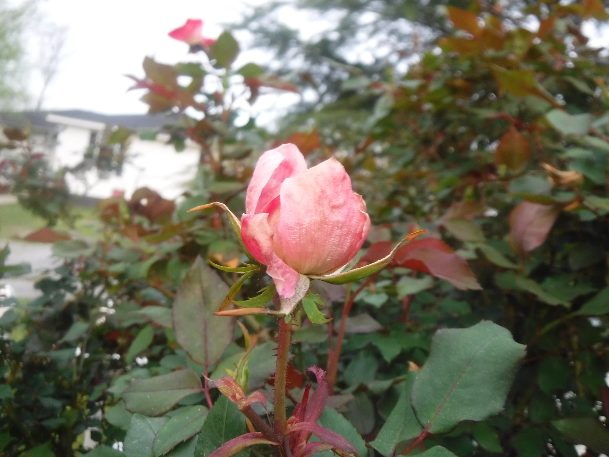 Fujifilm FinePix XP90 XP91 XP95 sample photo. Dscf photography