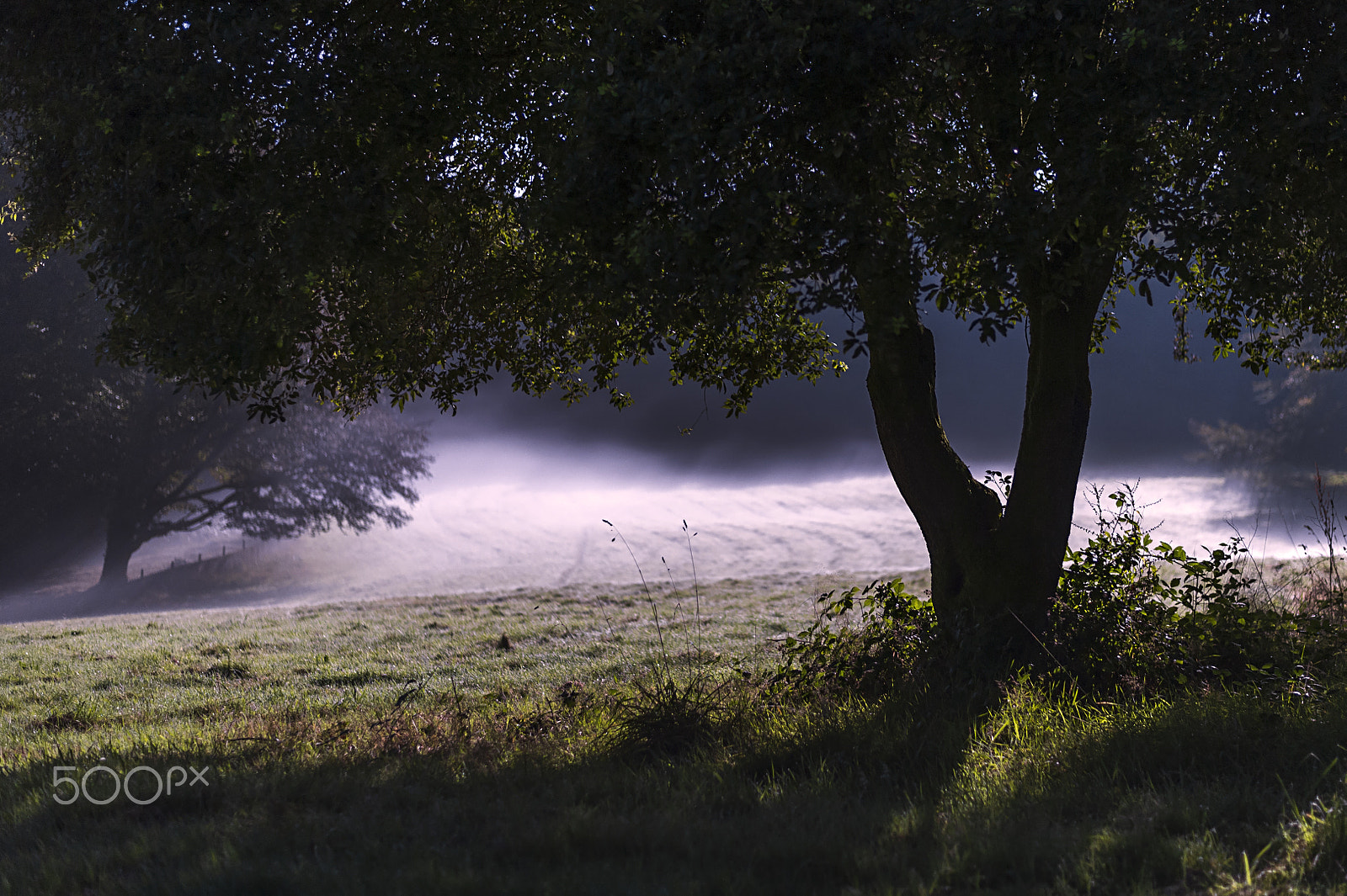 Nikon D4S + Nikon AF-S Nikkor 50mm F1.8G sample photo. Low mist at lanhydrock national trust, cornwall, u photography