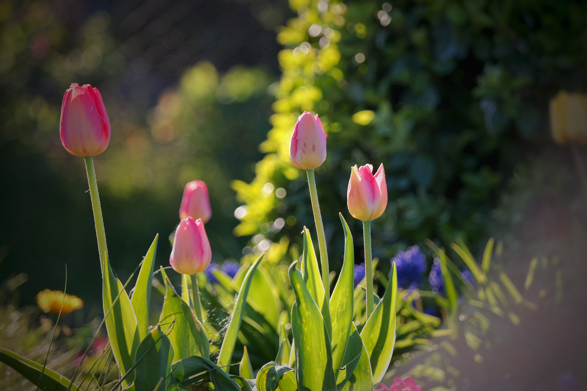 Samsung NX300M sample photo. Springtime  photography