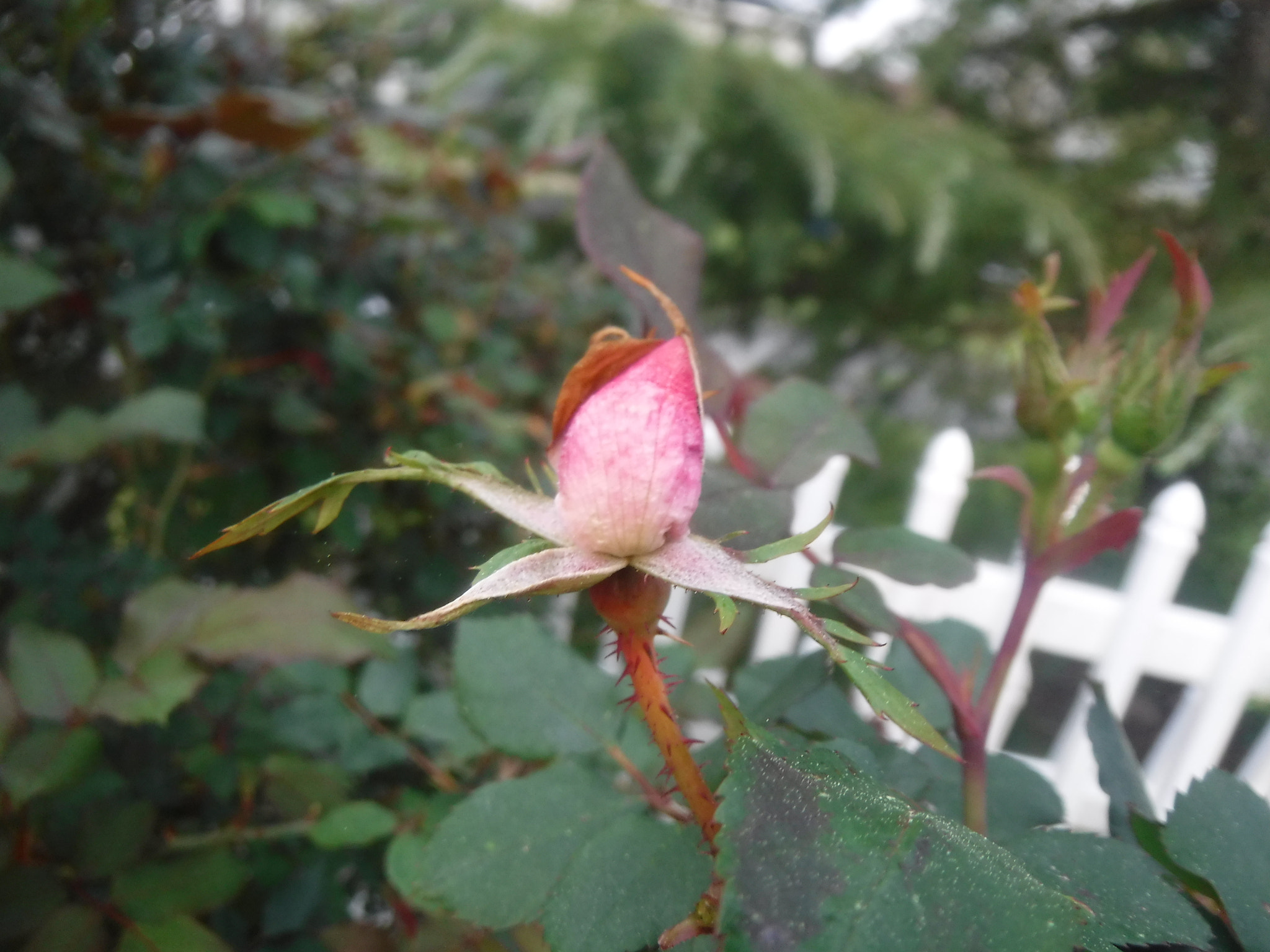 Fujifilm FinePix XP90 XP91 XP95 sample photo. Dscf photography