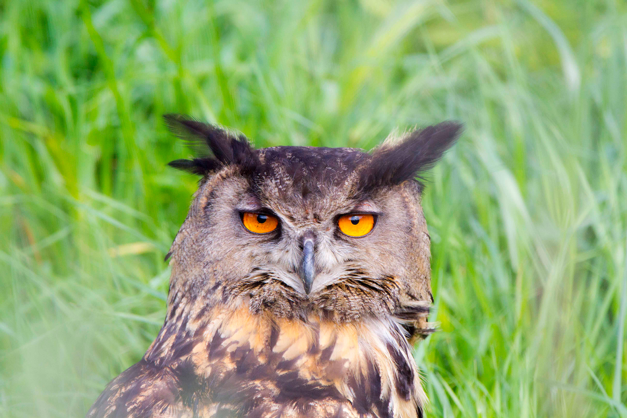 150-600mm F5-6.3 DG OS HSM | Contemporary 015 sample photo. Hibou dans le pré !!! photography