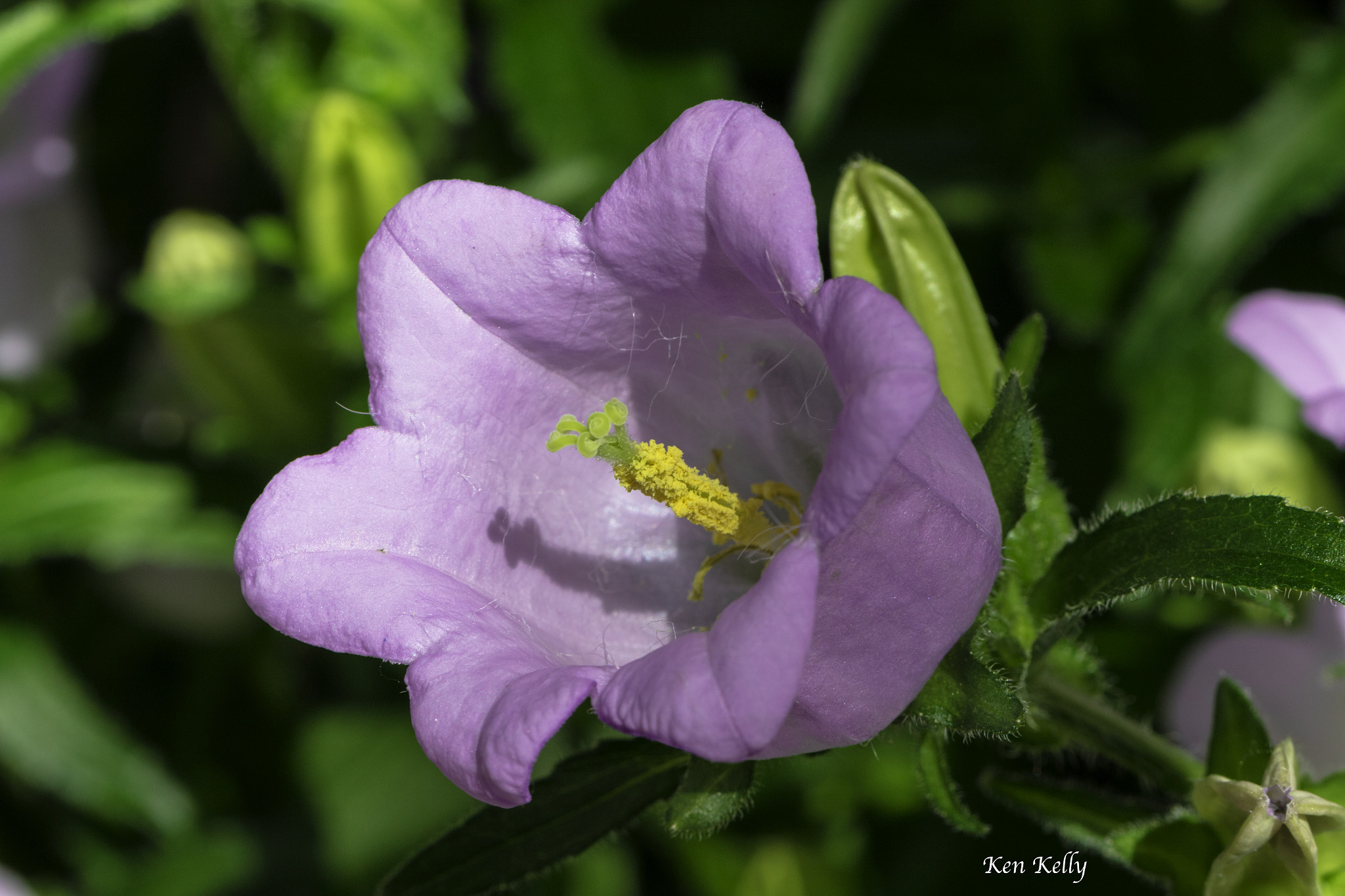 Canon EF 100mm F2.8L Macro IS USM sample photo. Canterbury bell photography