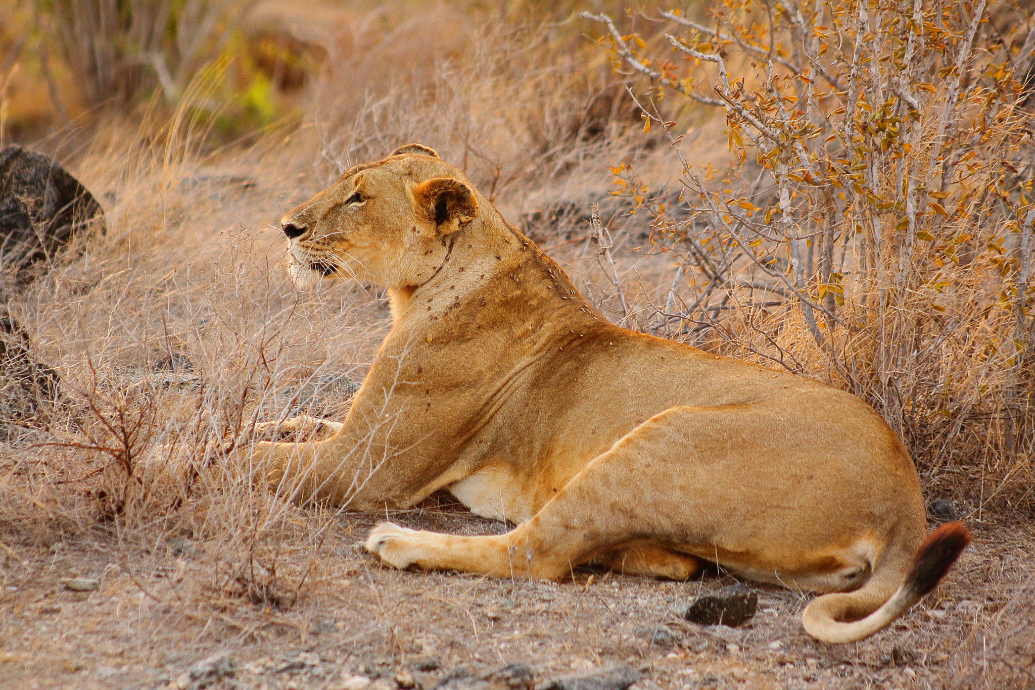 Canon EOS 50D + EF75-300mm f/4-5.6 sample photo. Kenia lion photography