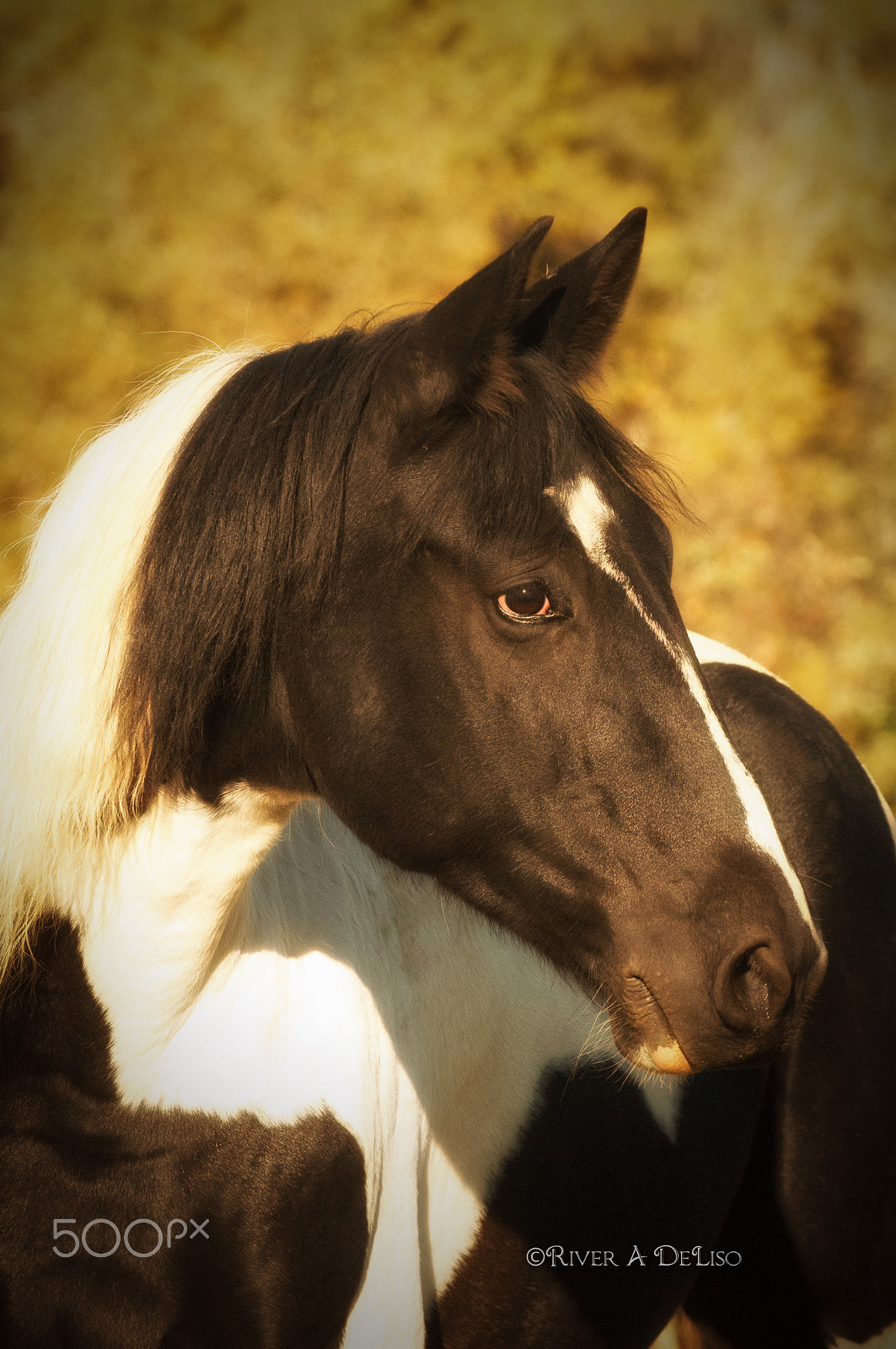 Nikon D2X sample photo. Handsome painted horse photography